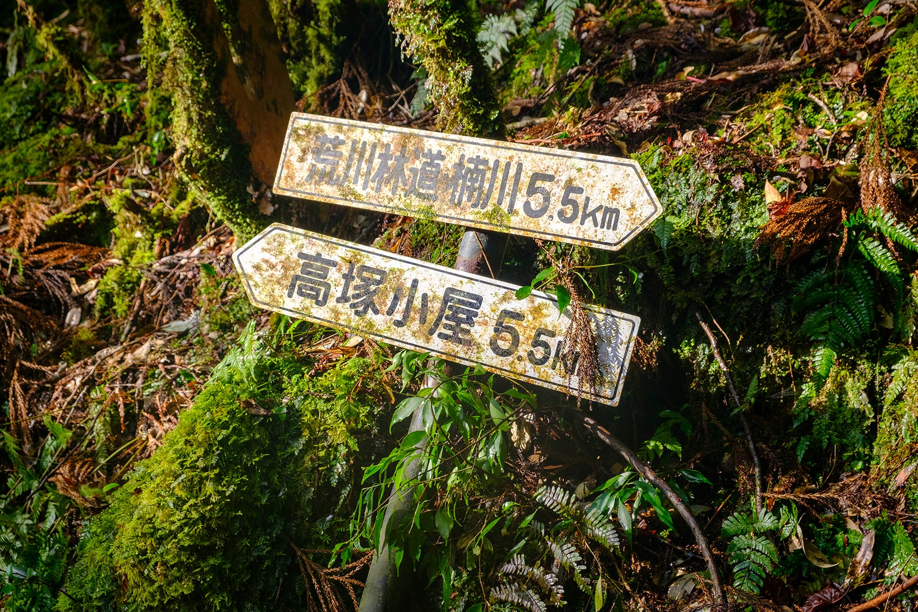 yakushima_jomon-sugi-wanderung_11