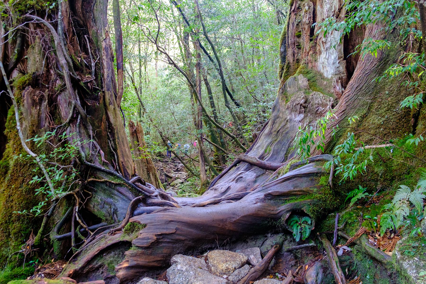 yakushima_jomon-sugi-wanderung_12