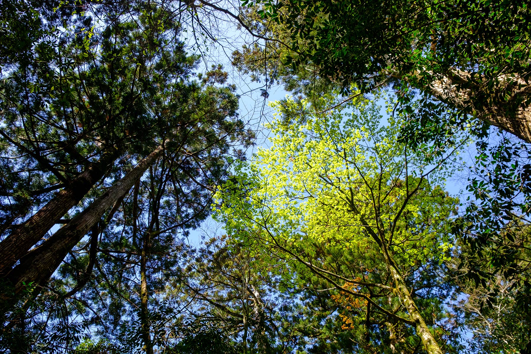 yakushima_jomon-sugi-wanderung_14