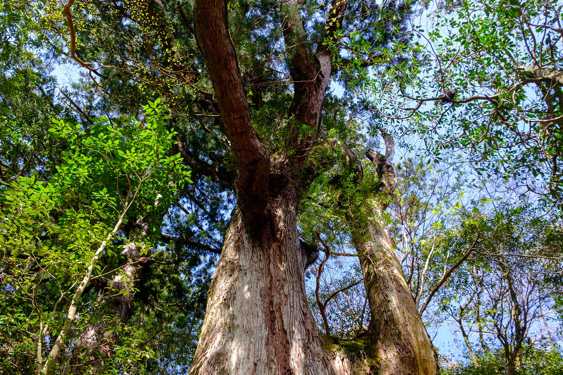 yakushima_jomon-sugi-wanderung_15