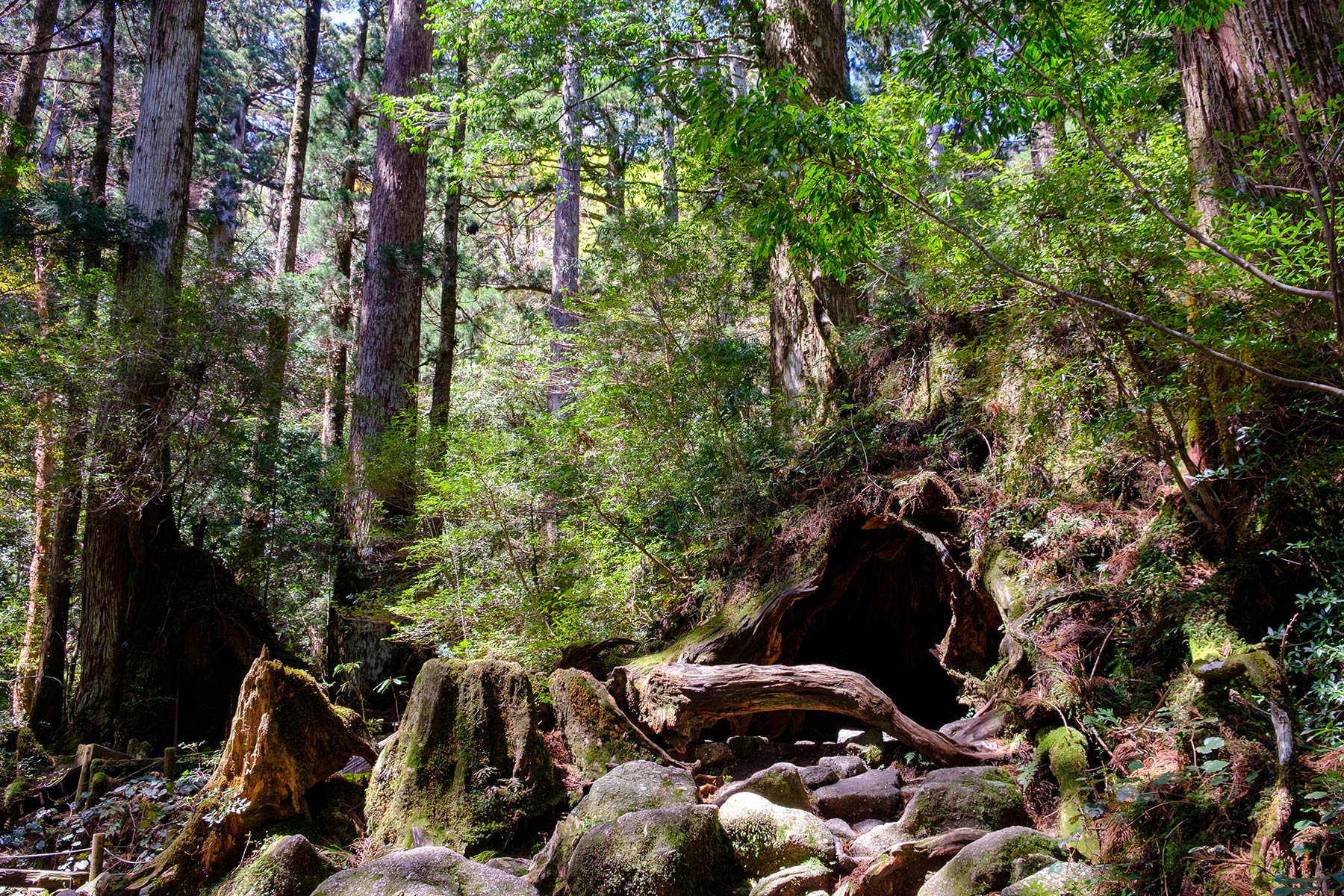 yakushima_jomon-sugi-wanderung_16