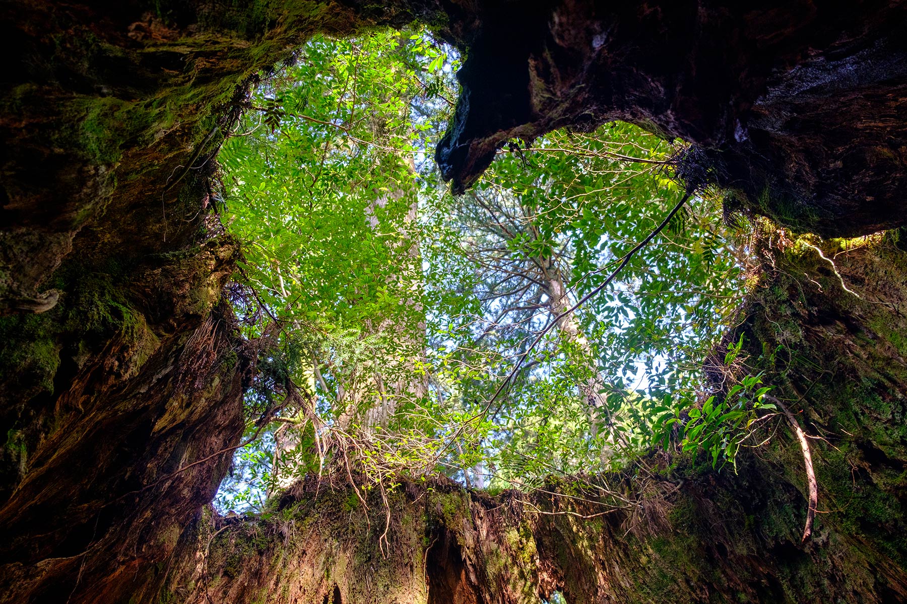yakushima_jomon-sugi-wanderung_17