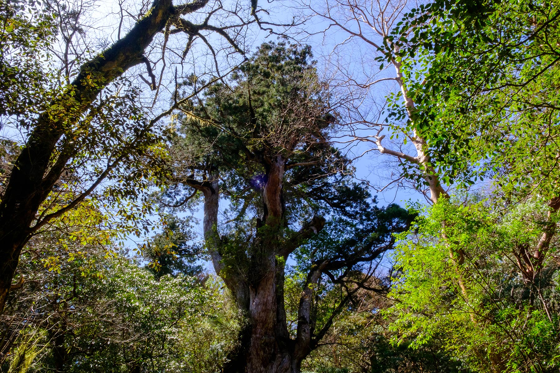 yakushima_jomon-sugi-wanderung_18