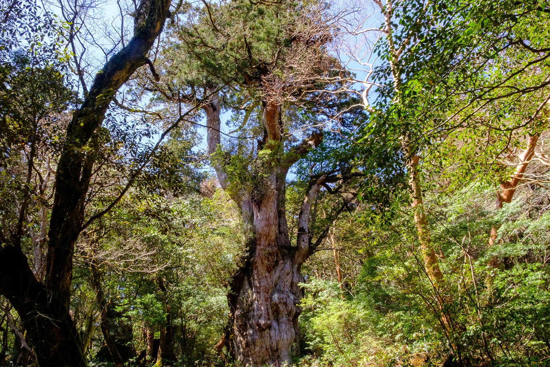 yakushima_jomon-sugi-wanderung_19