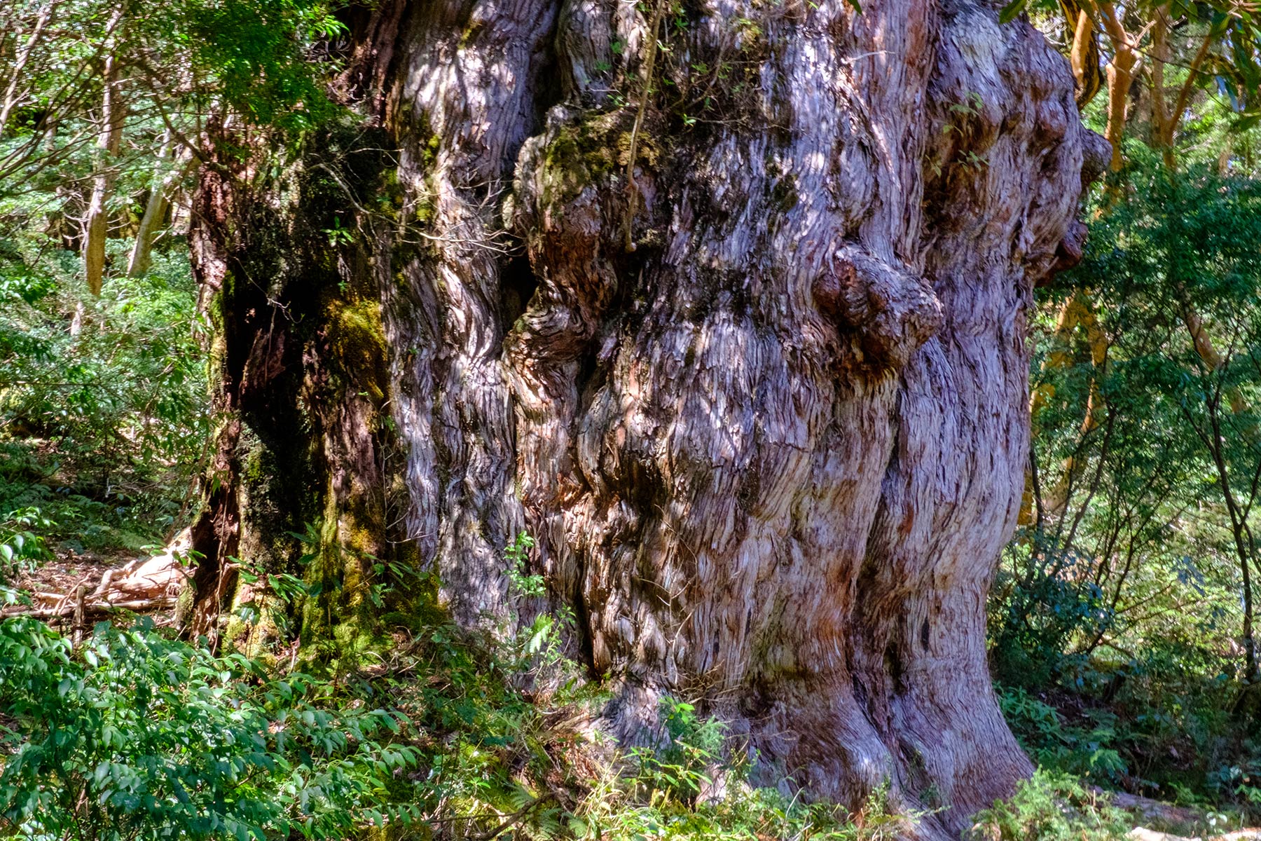 yakushima_jomon-sugi-wanderung_20