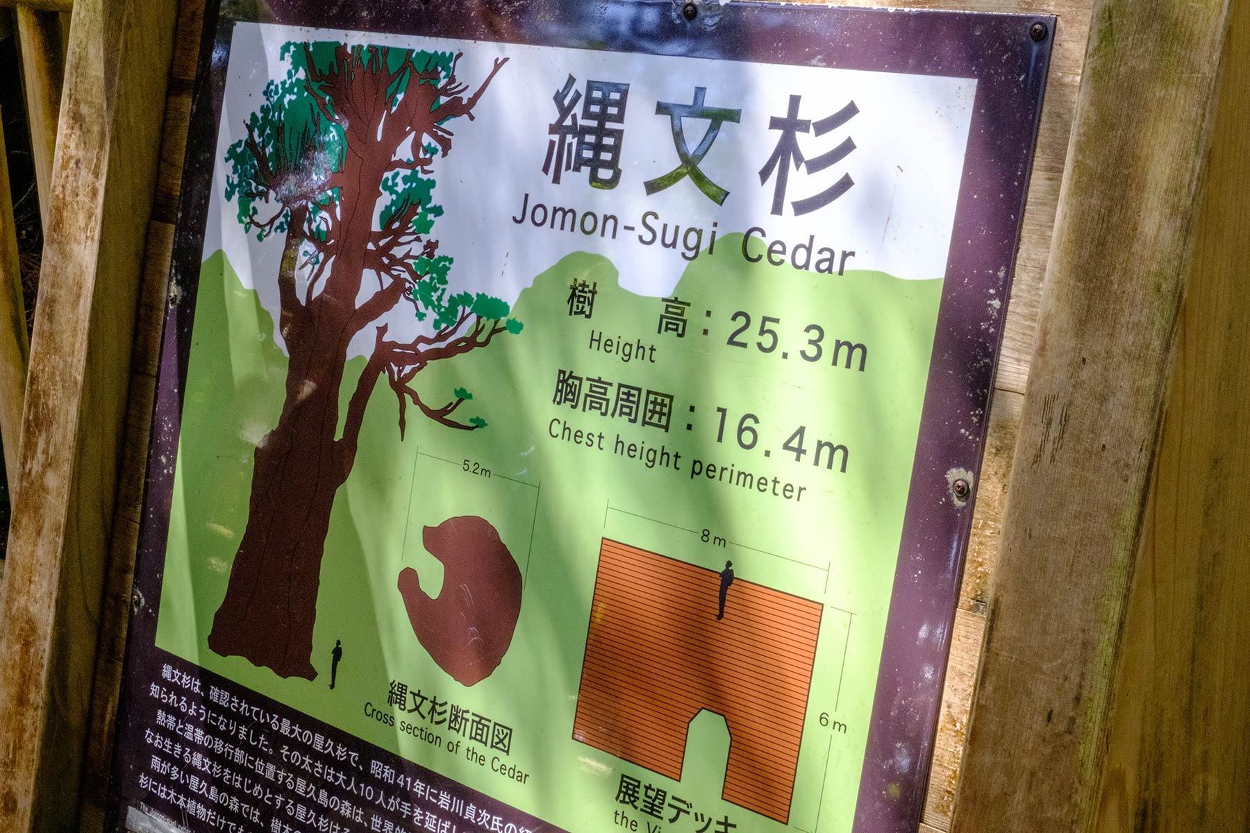 yakushima_jomon-sugi-wanderung_21