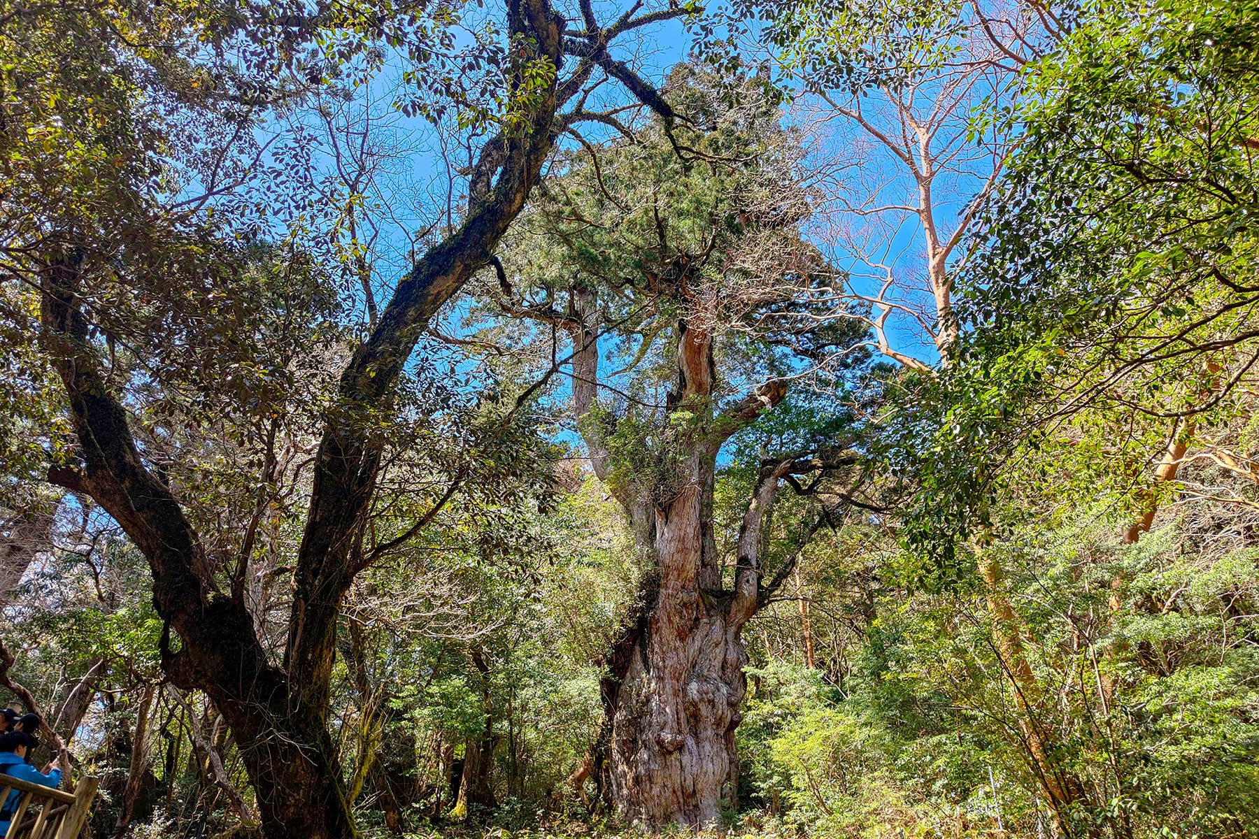 yakushima_jomon-sugi-wanderung_22