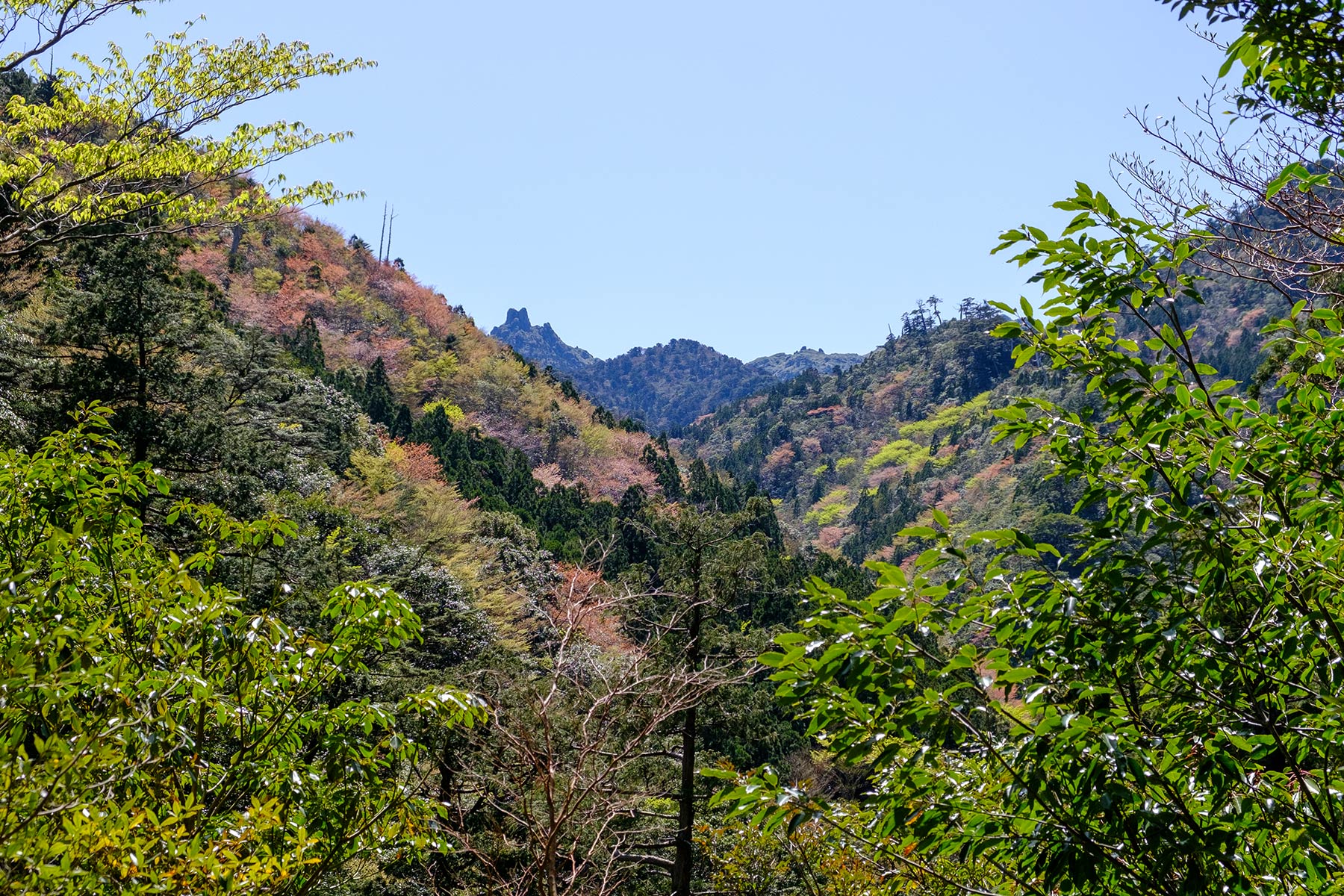 yakushima_jomon-sugi-wanderung_23