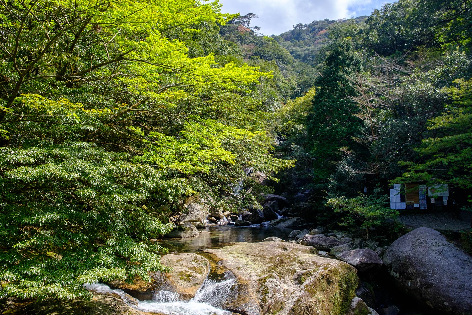 yakushima_kokemusu-mori_01