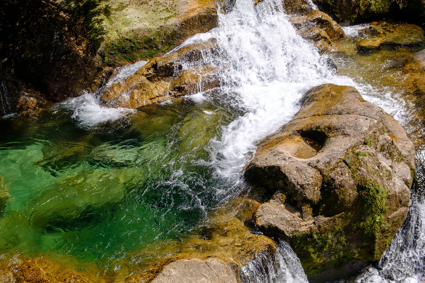 yakushima_kokemusu-mori_02