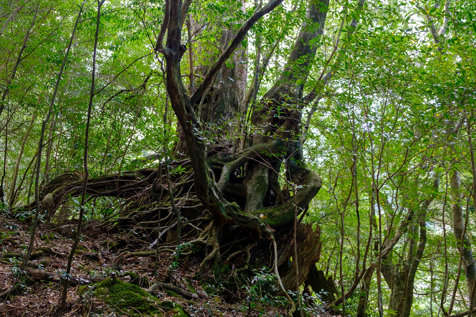 yakushima_kokemusu-mori_03