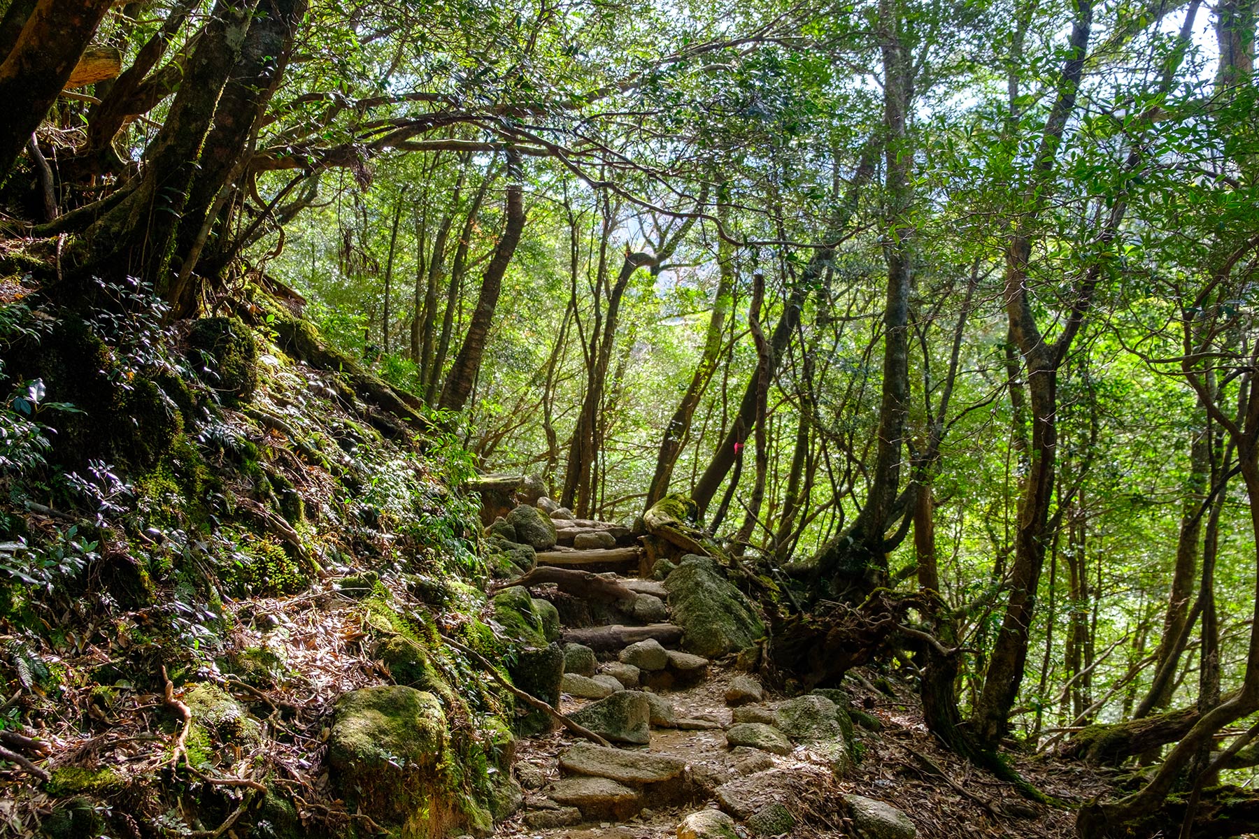 yakushima_kokemusu-mori_04