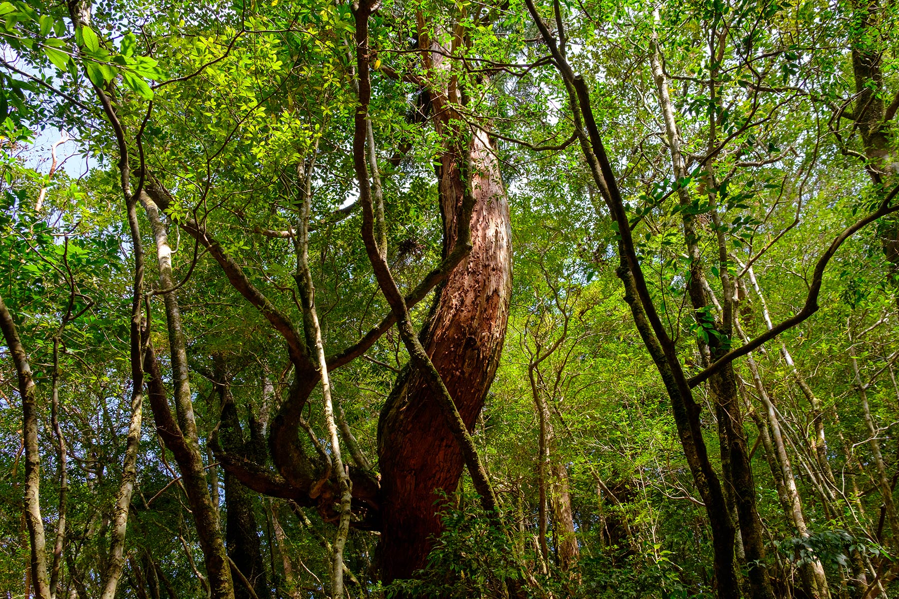 yakushima_kokemusu-mori_05