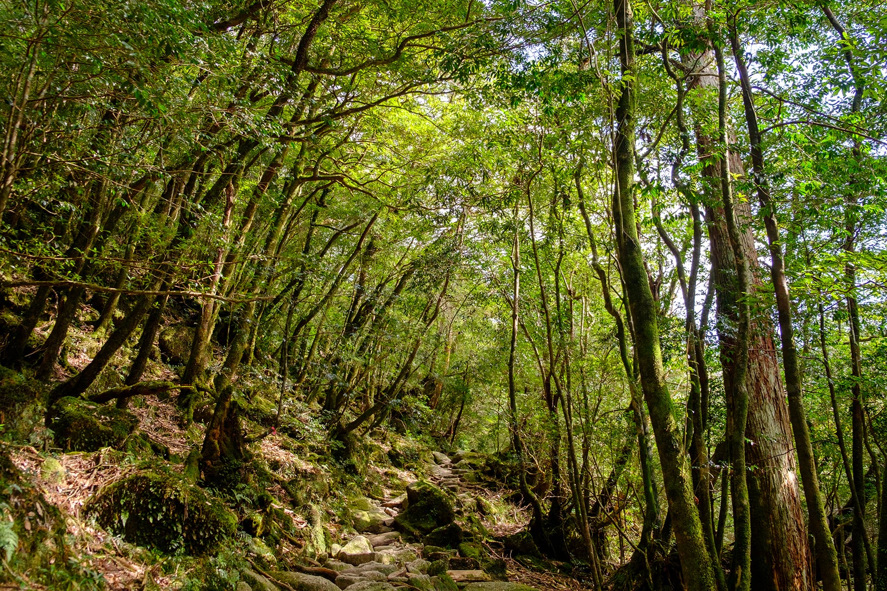 yakushima_kokemusu-mori_06