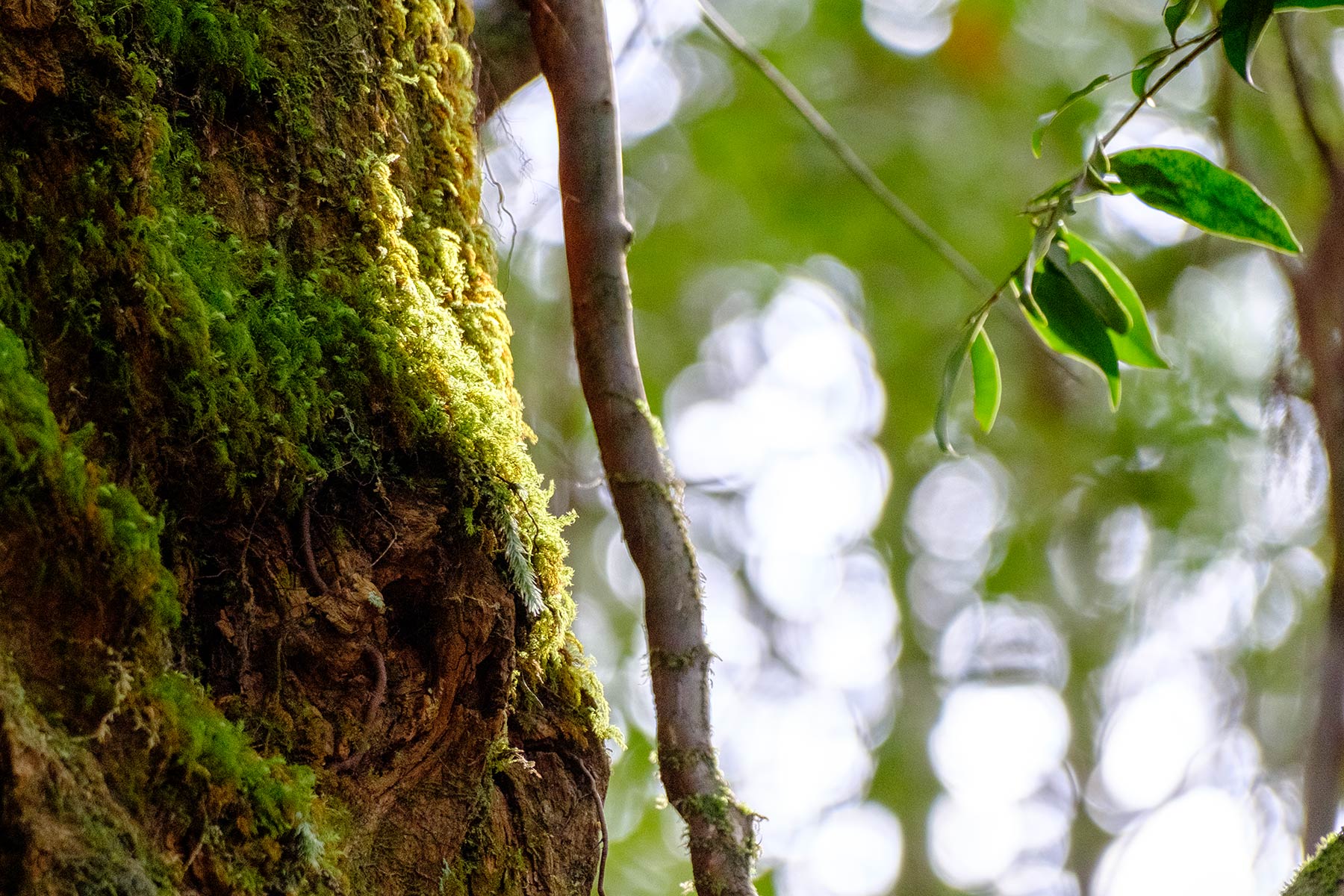 yakushima_kokemusu-mori_07