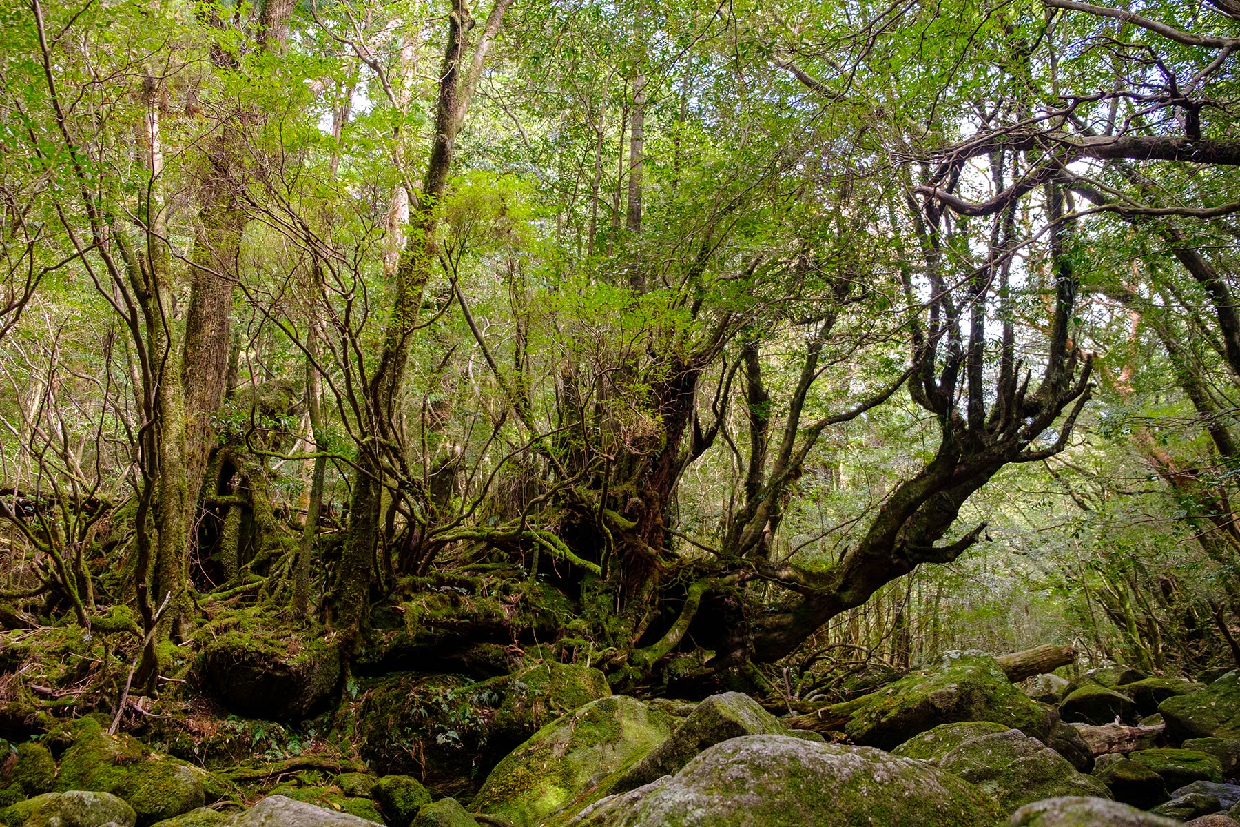yakushima_kokemusu-mori_08