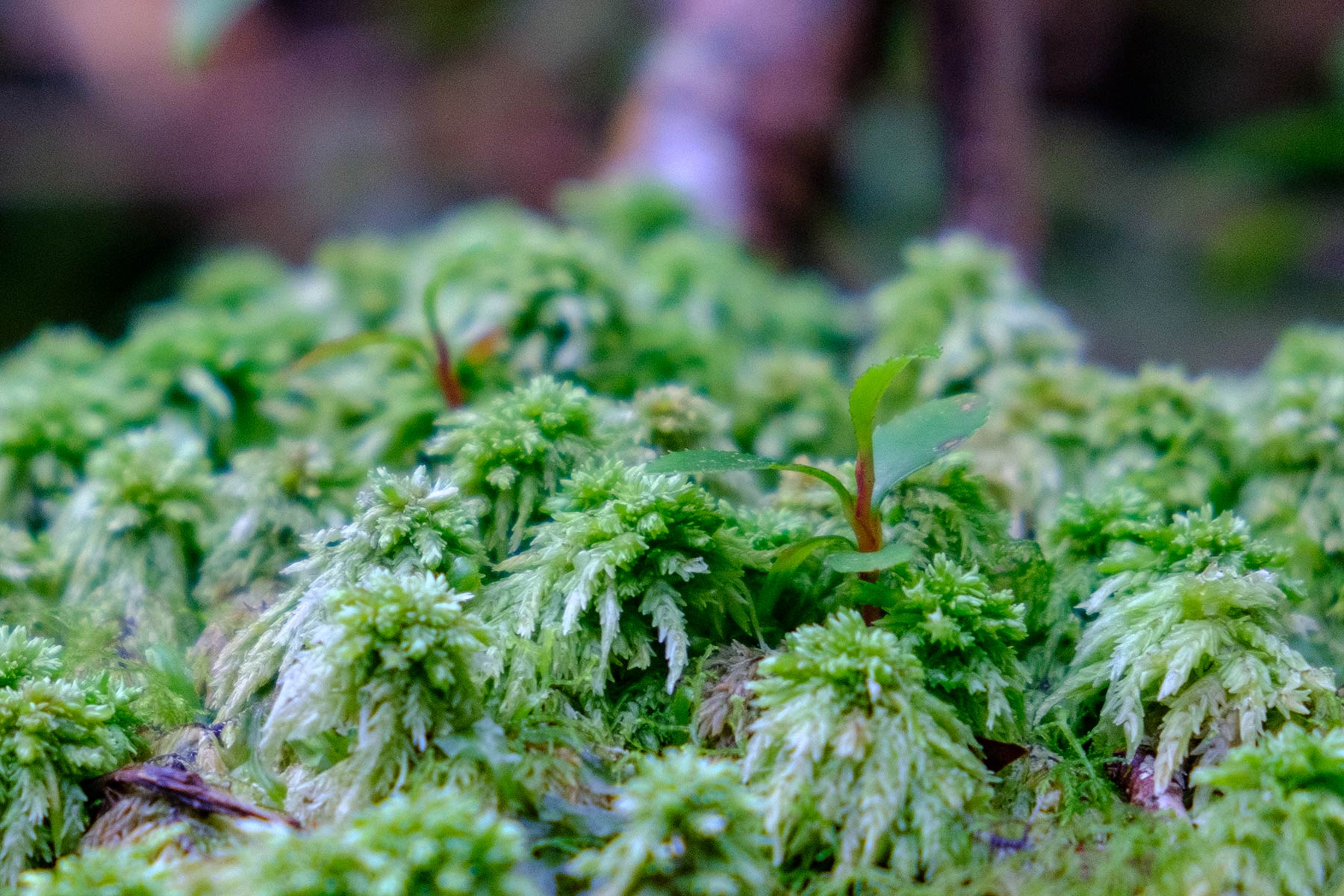 yakushima_kokemusu-mori_11