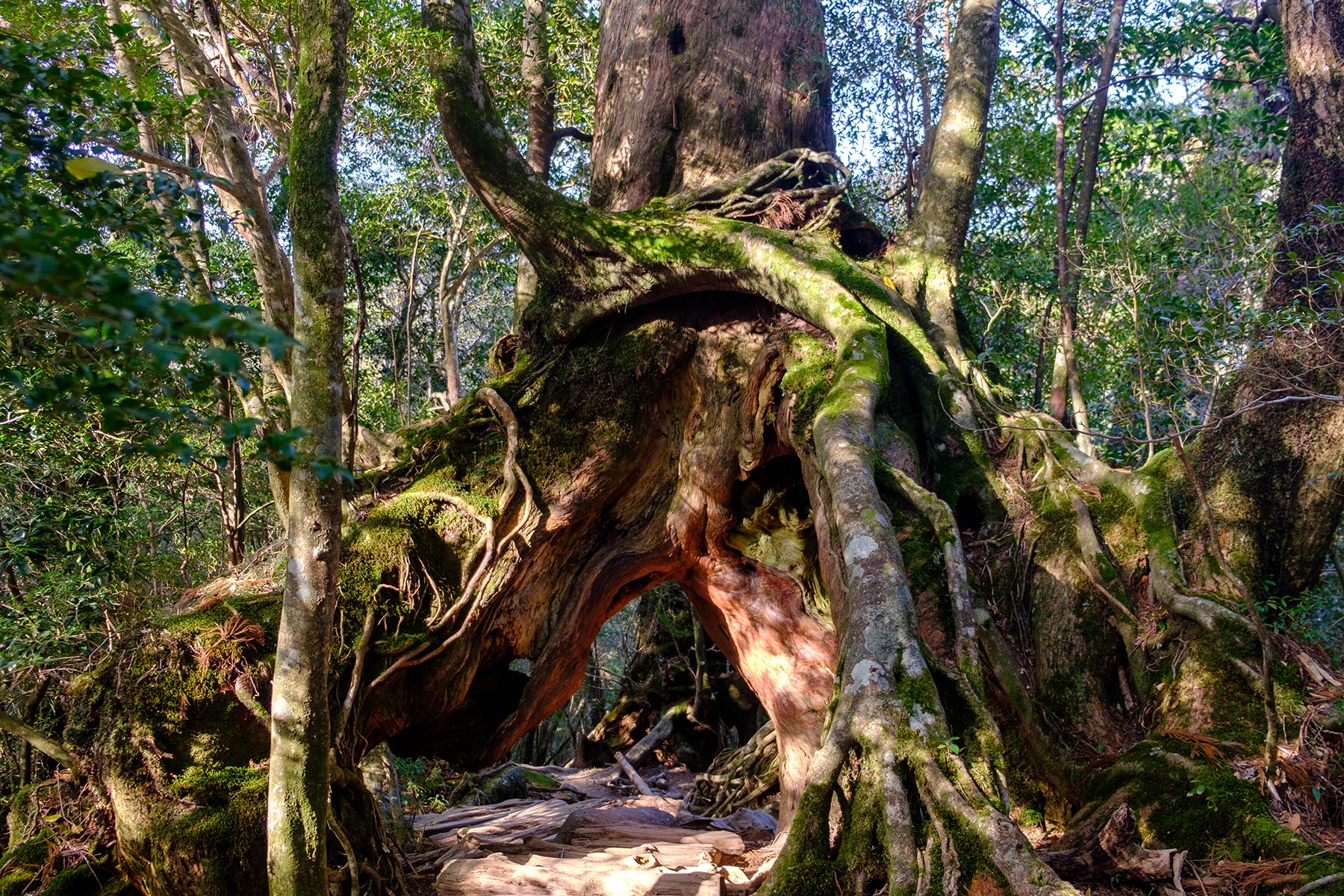 yakushima_kokemusu-mori_12