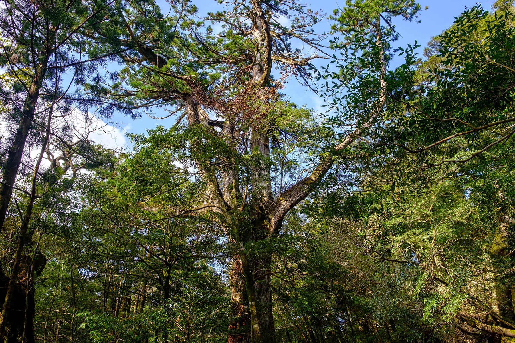 yakushima_kokemusu-mori_13