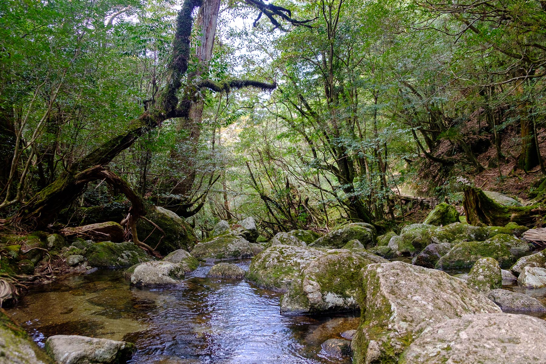 yakushima_kokemusu-mori_15