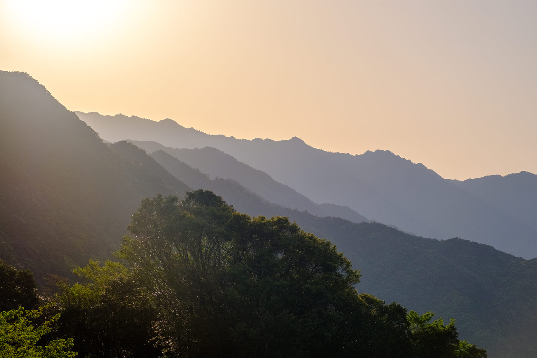 yakushima_kokemusu-mori_16