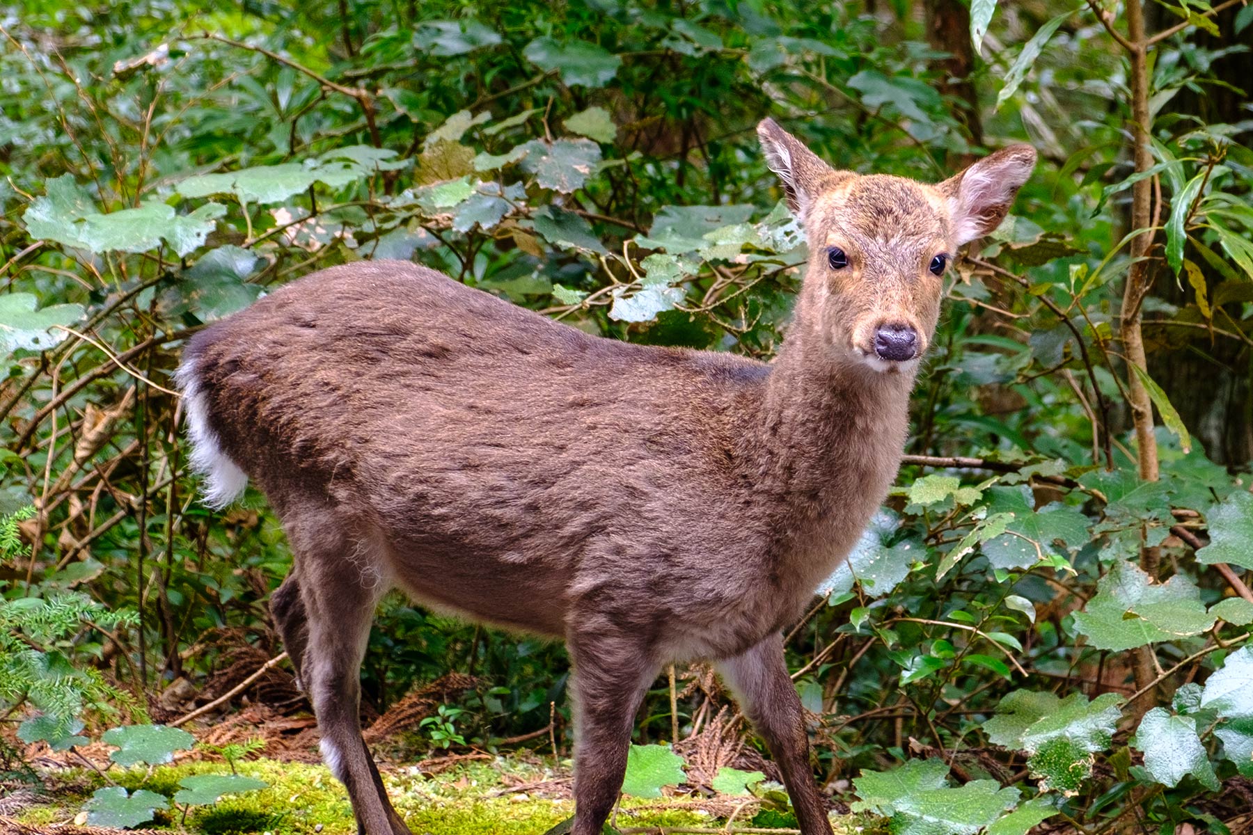 yakushima_yakusugi-land_02