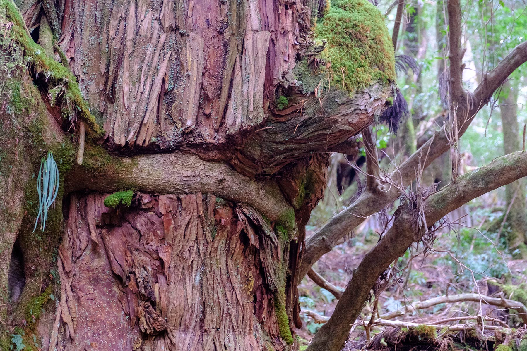 yakushima_yakusugi-land_04