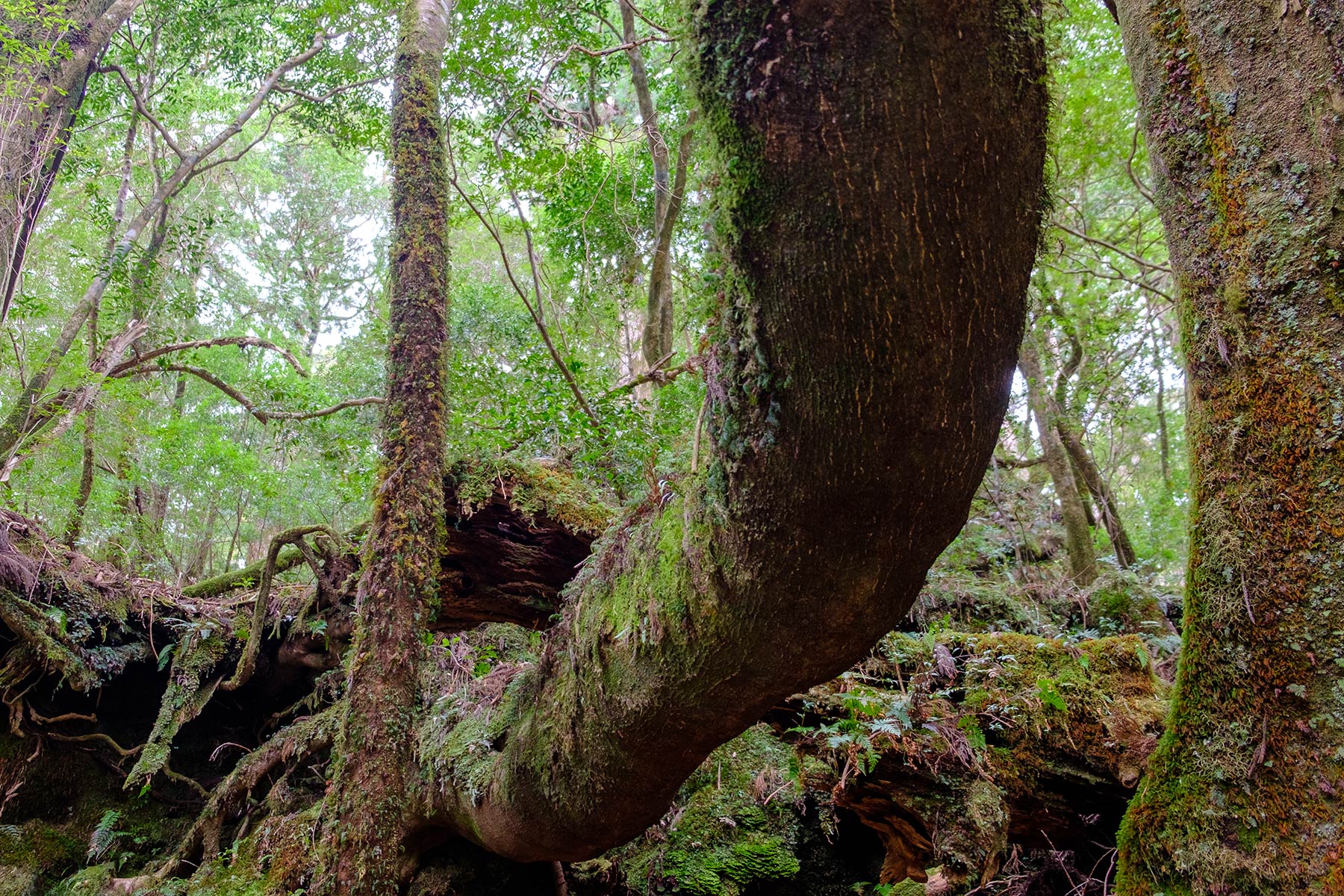 yakushima_yakusugi-land_05
