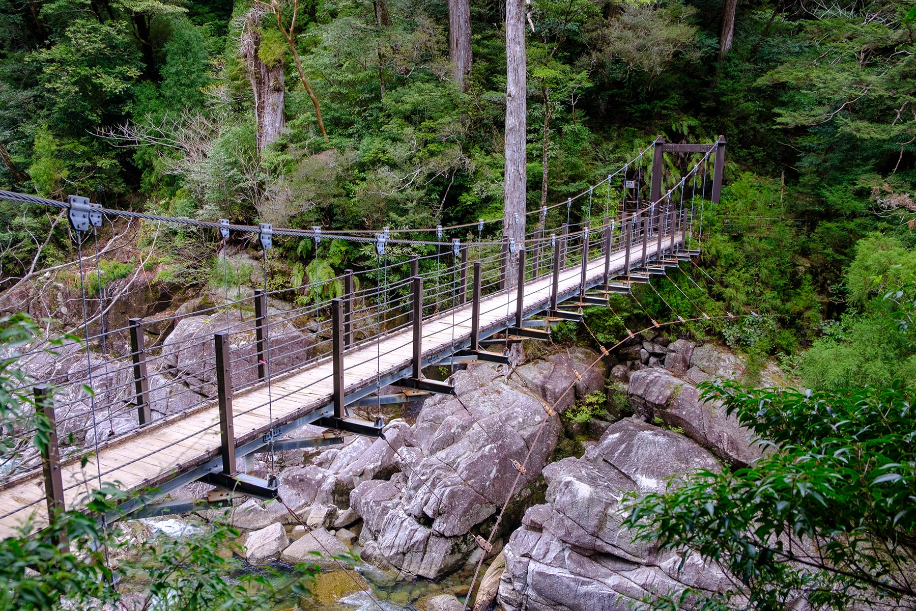 yakushima_yakusugi-land_06