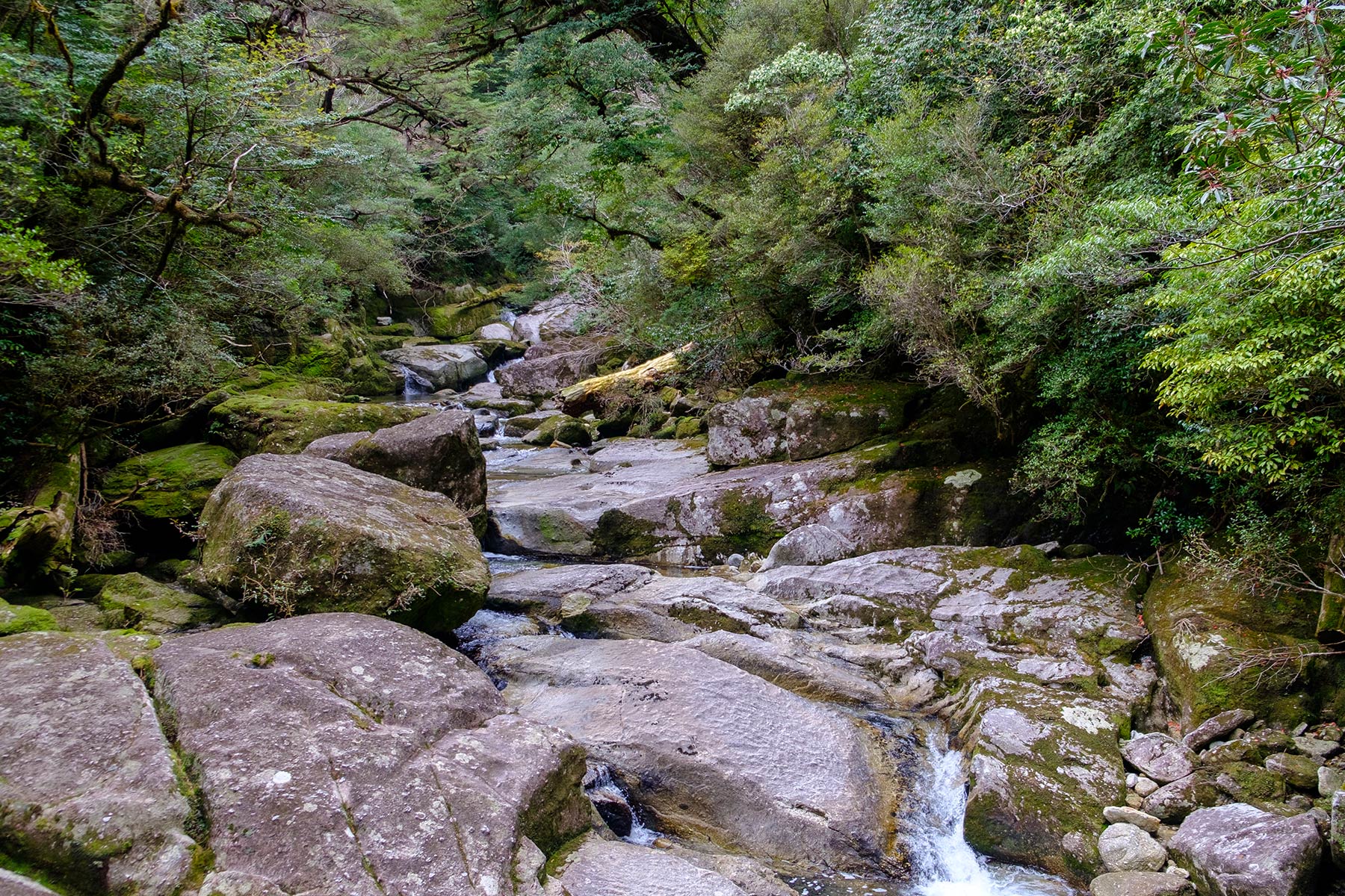 yakushima_yakusugi-land_07