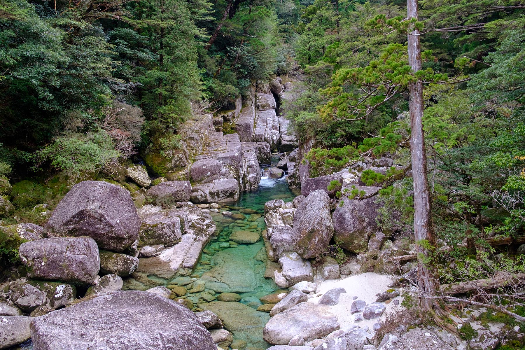 yakushima_yakusugi-land_08
