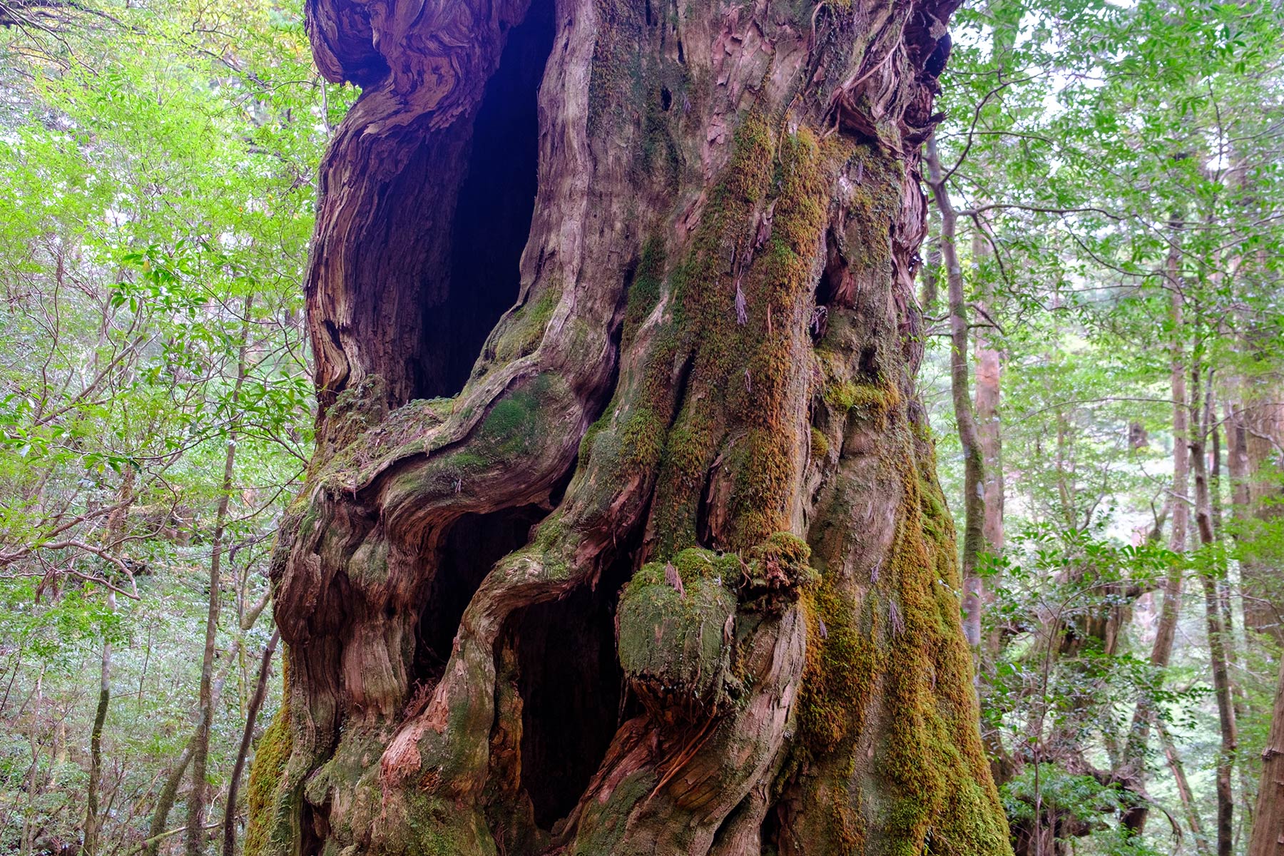 yakushima_yakusugi-land_10