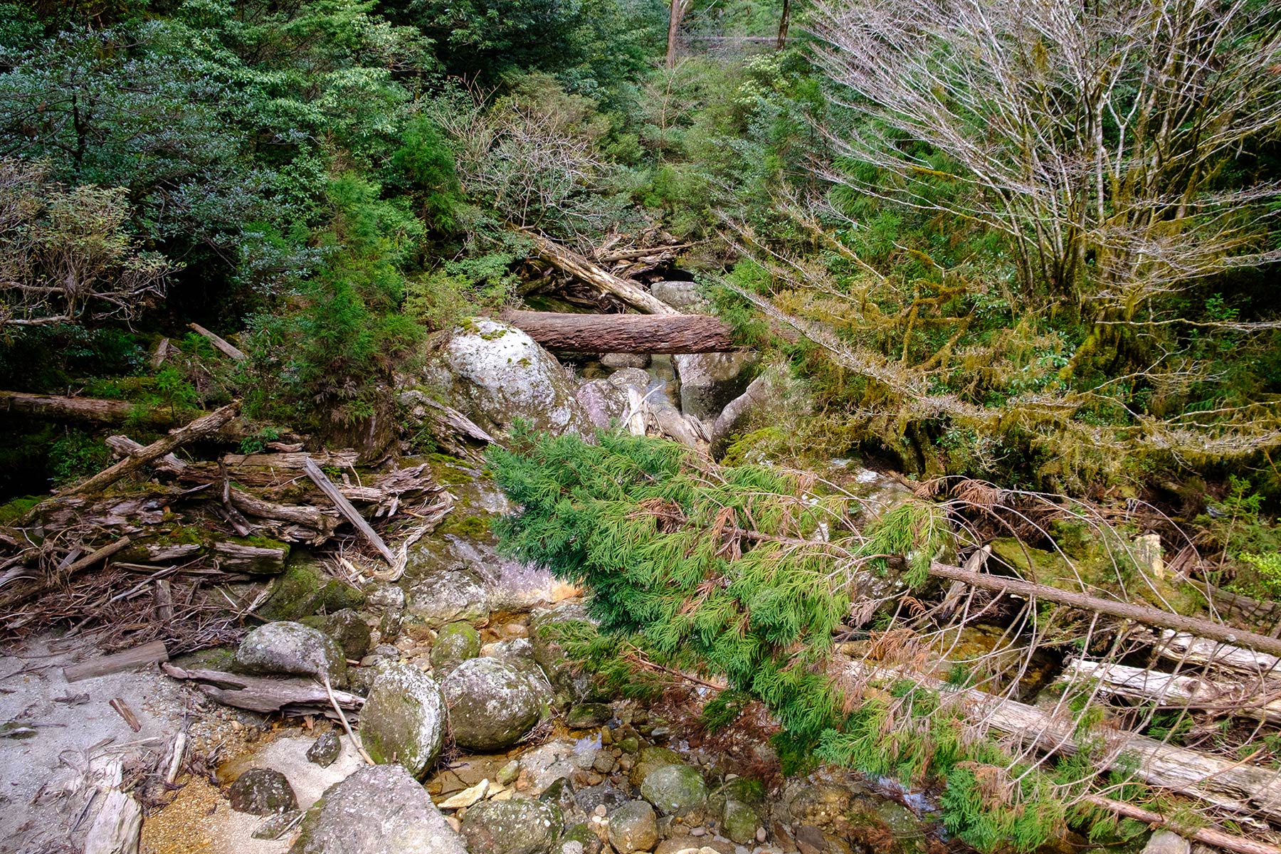 yakushima_yakusugi-land_11