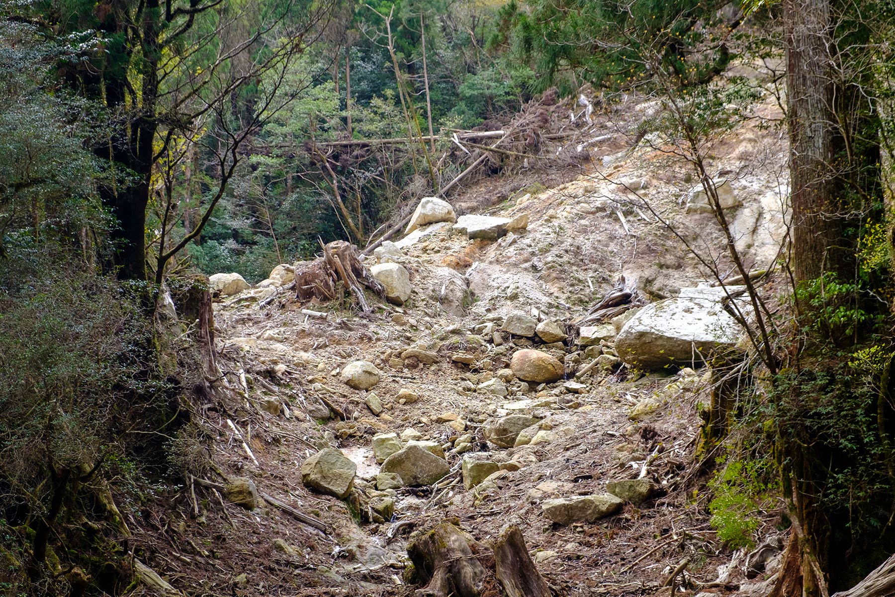 yakushima_yakusugi-land_12