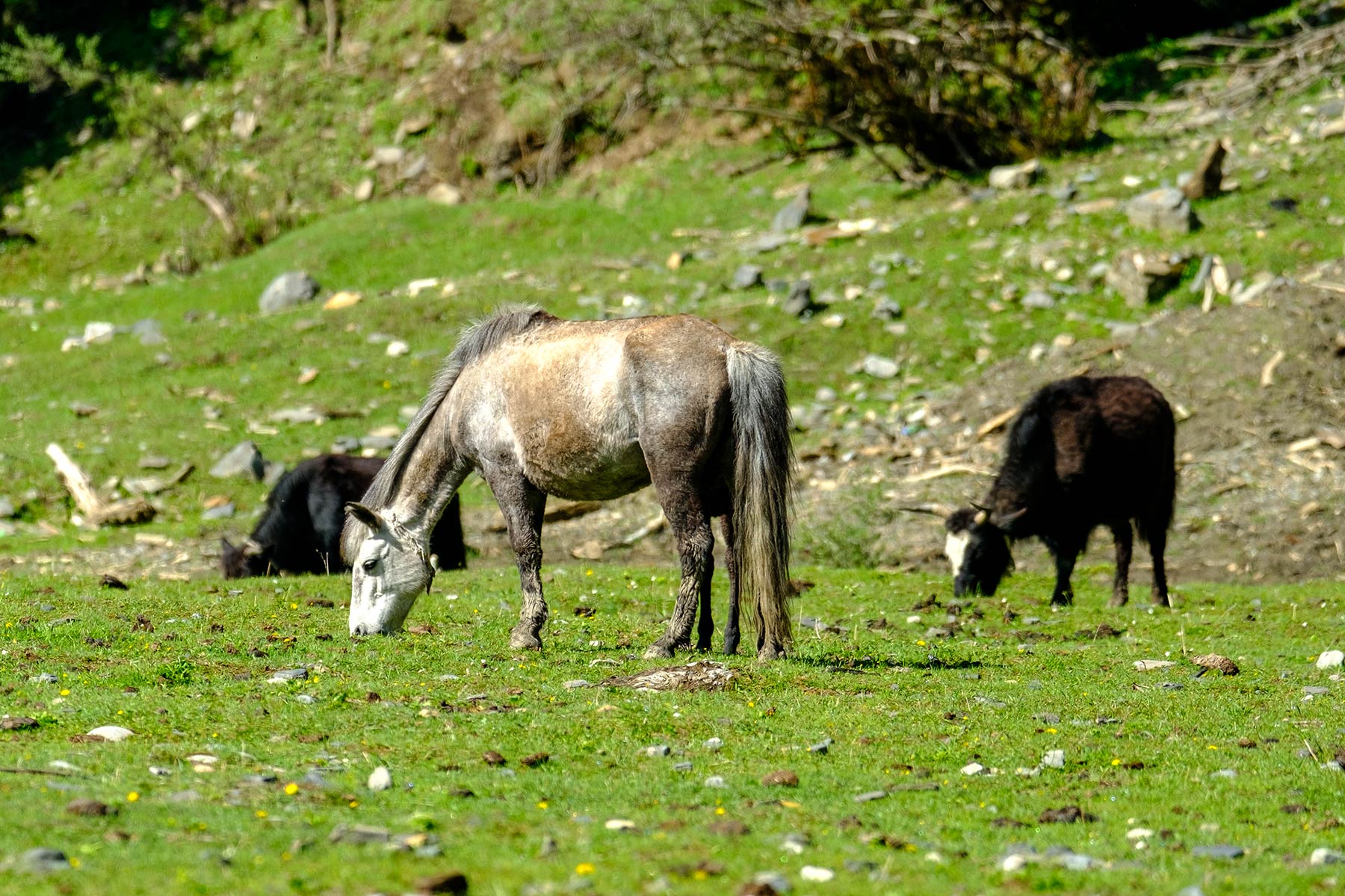 china_dagu-glacier_06