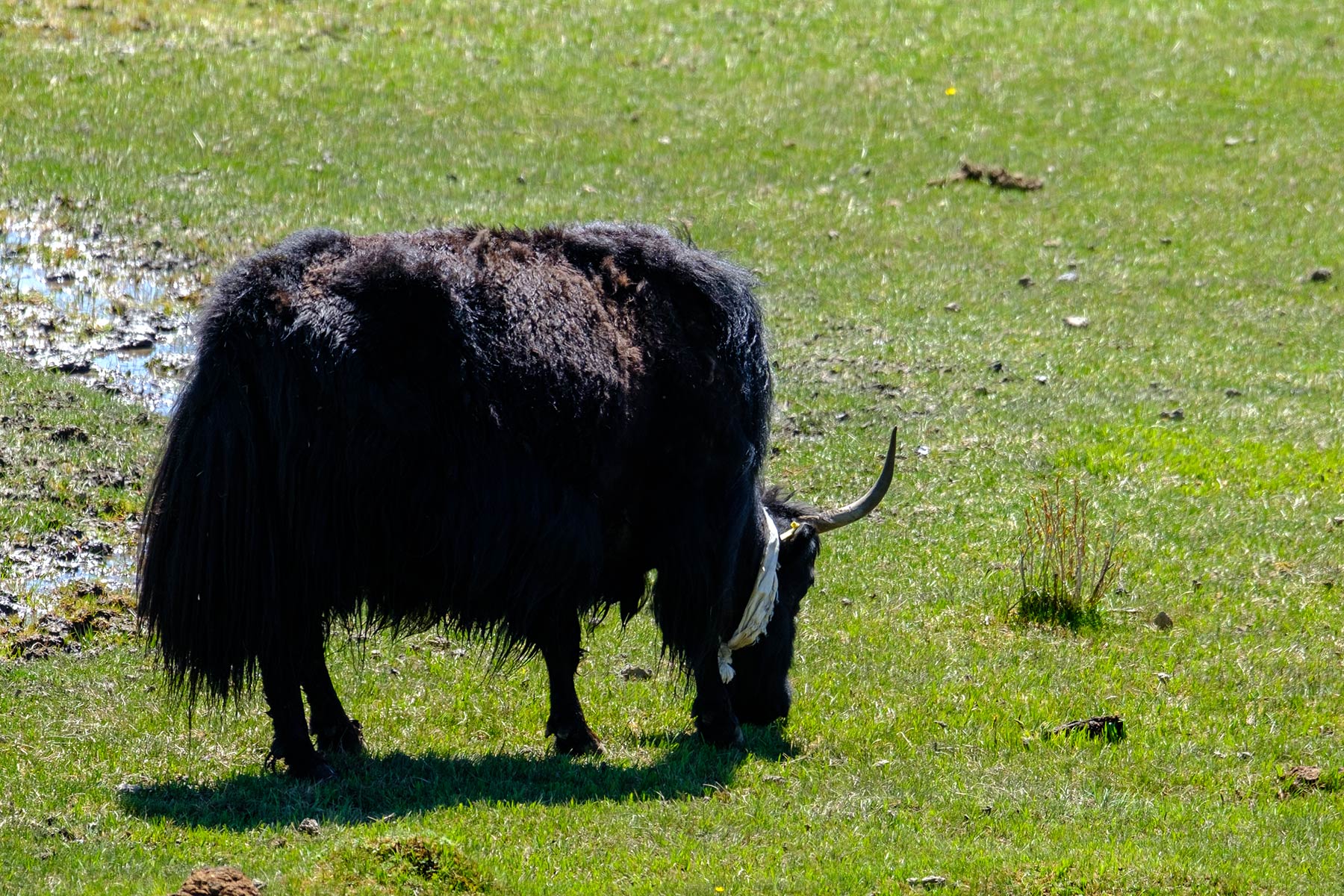 china_sichuan-grassland_01