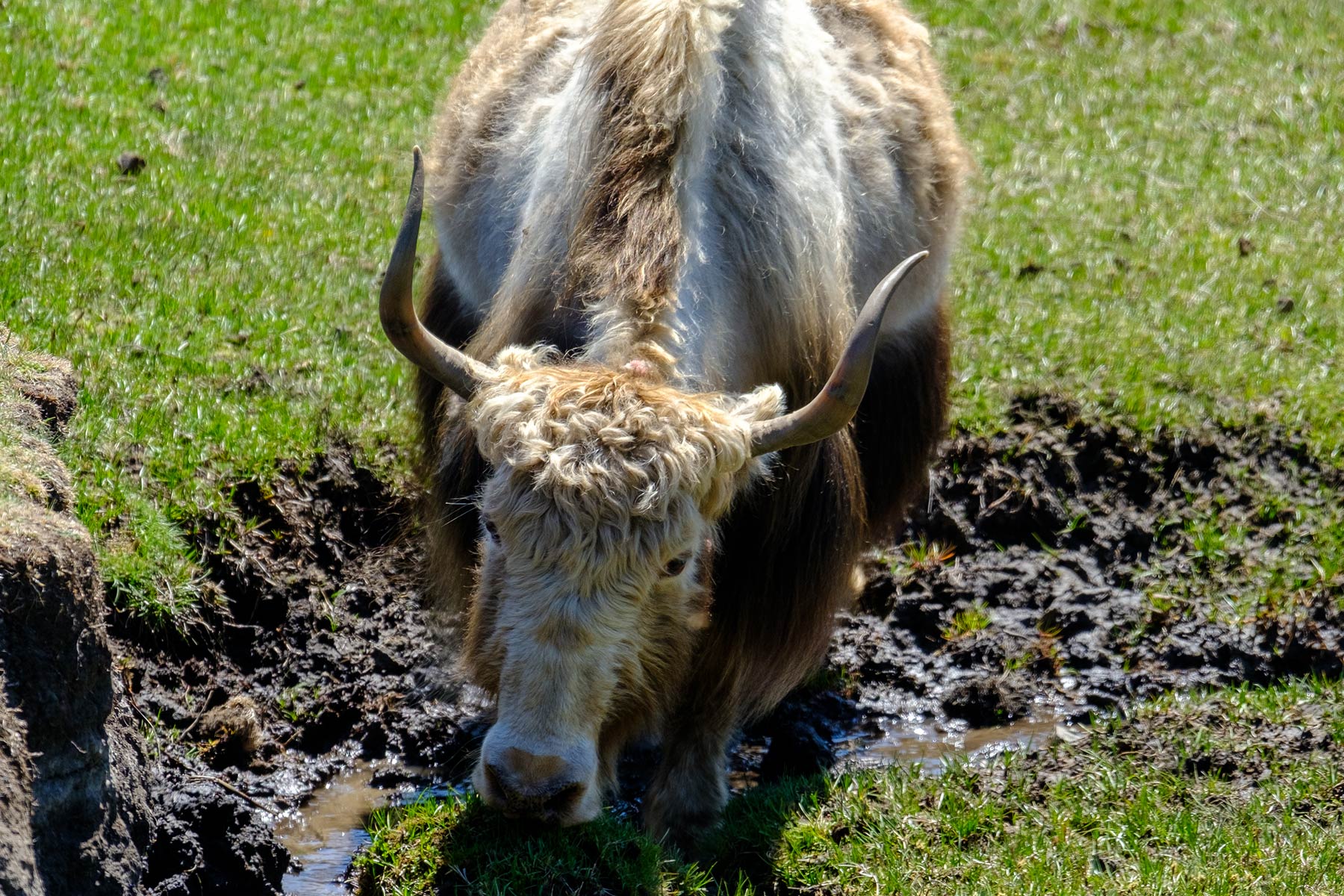 china_sichuan-grassland_04