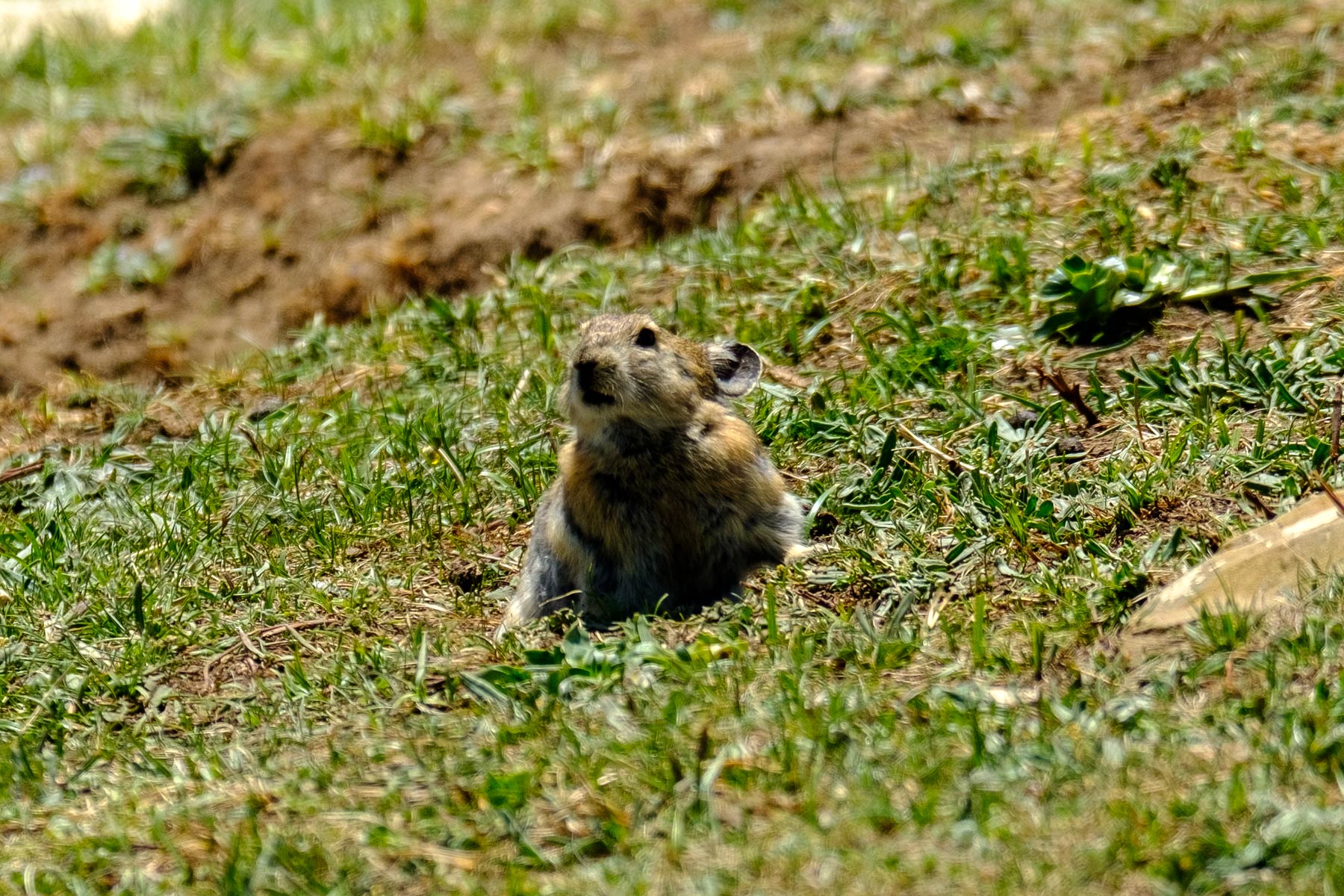 china_sichuan-grassland_11