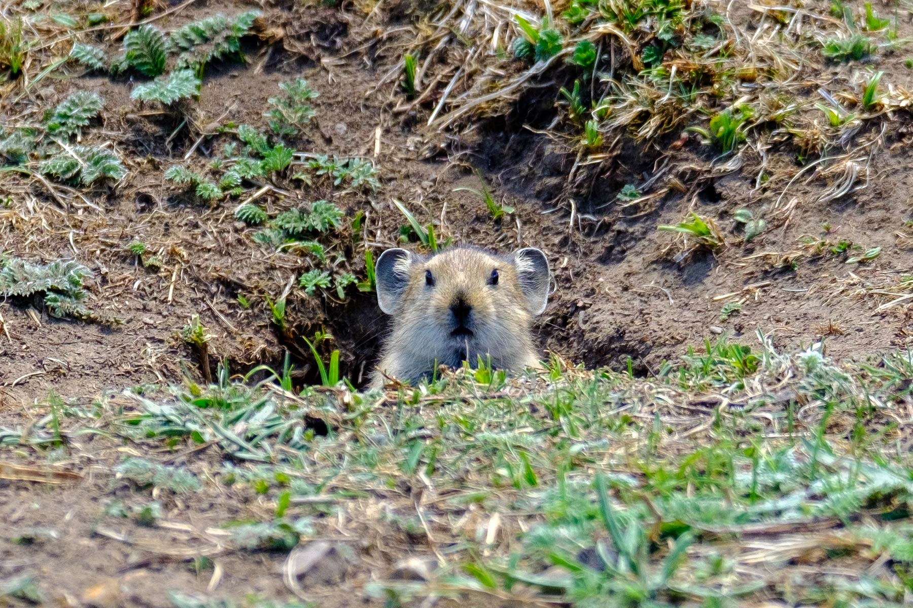 china_sichuan-grassland_12