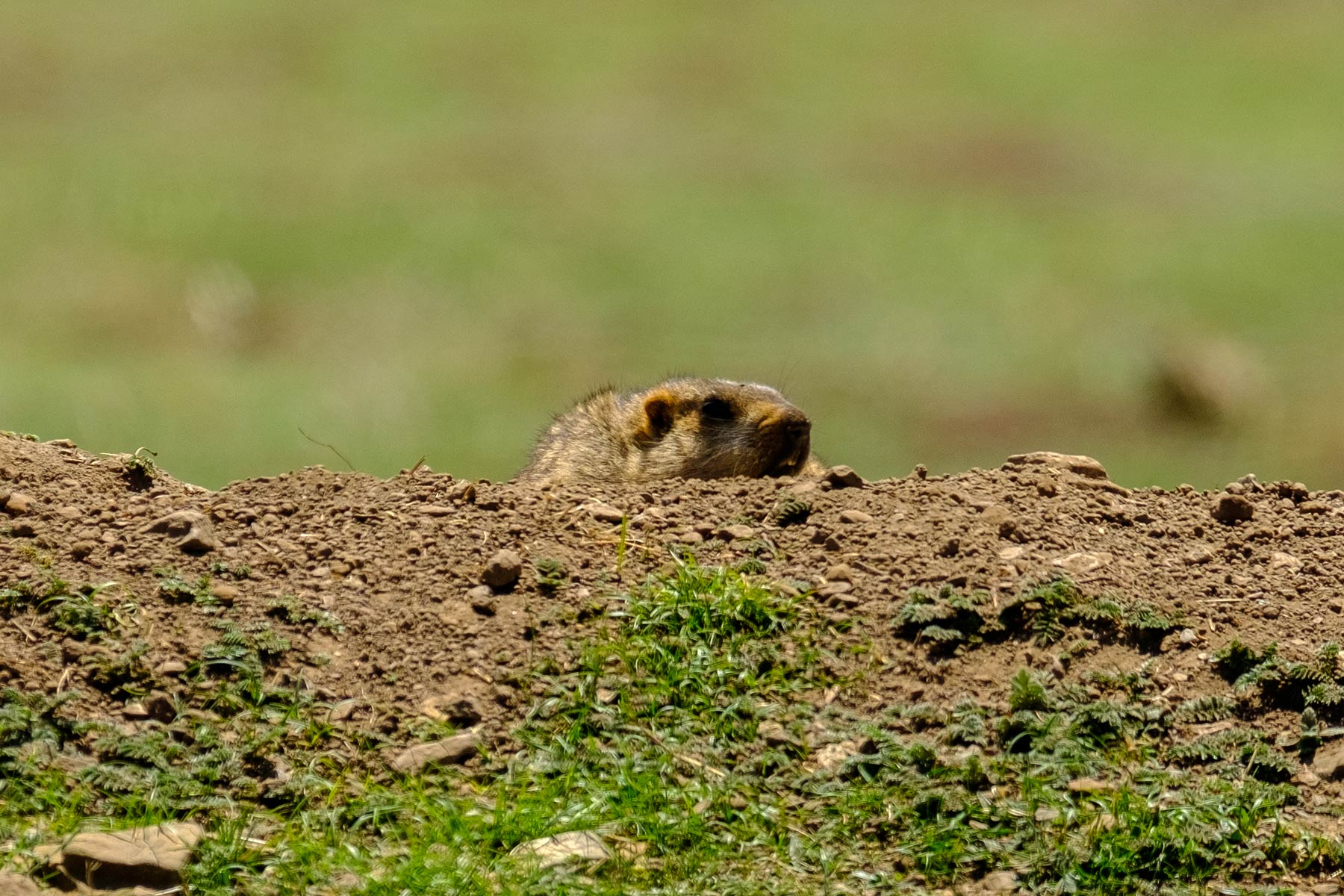 china_sichuan-grassland_14