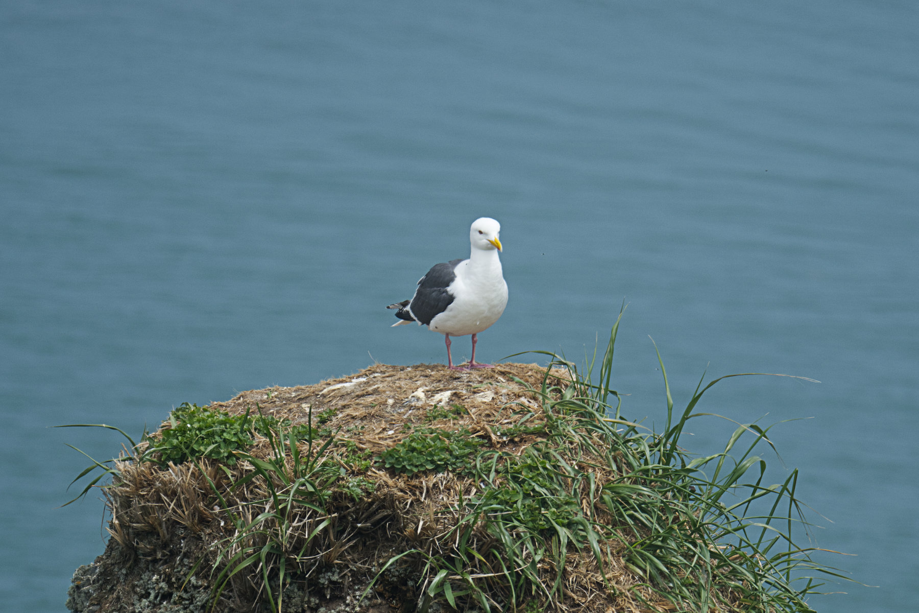 hokkaido_cape-kiritappu_03