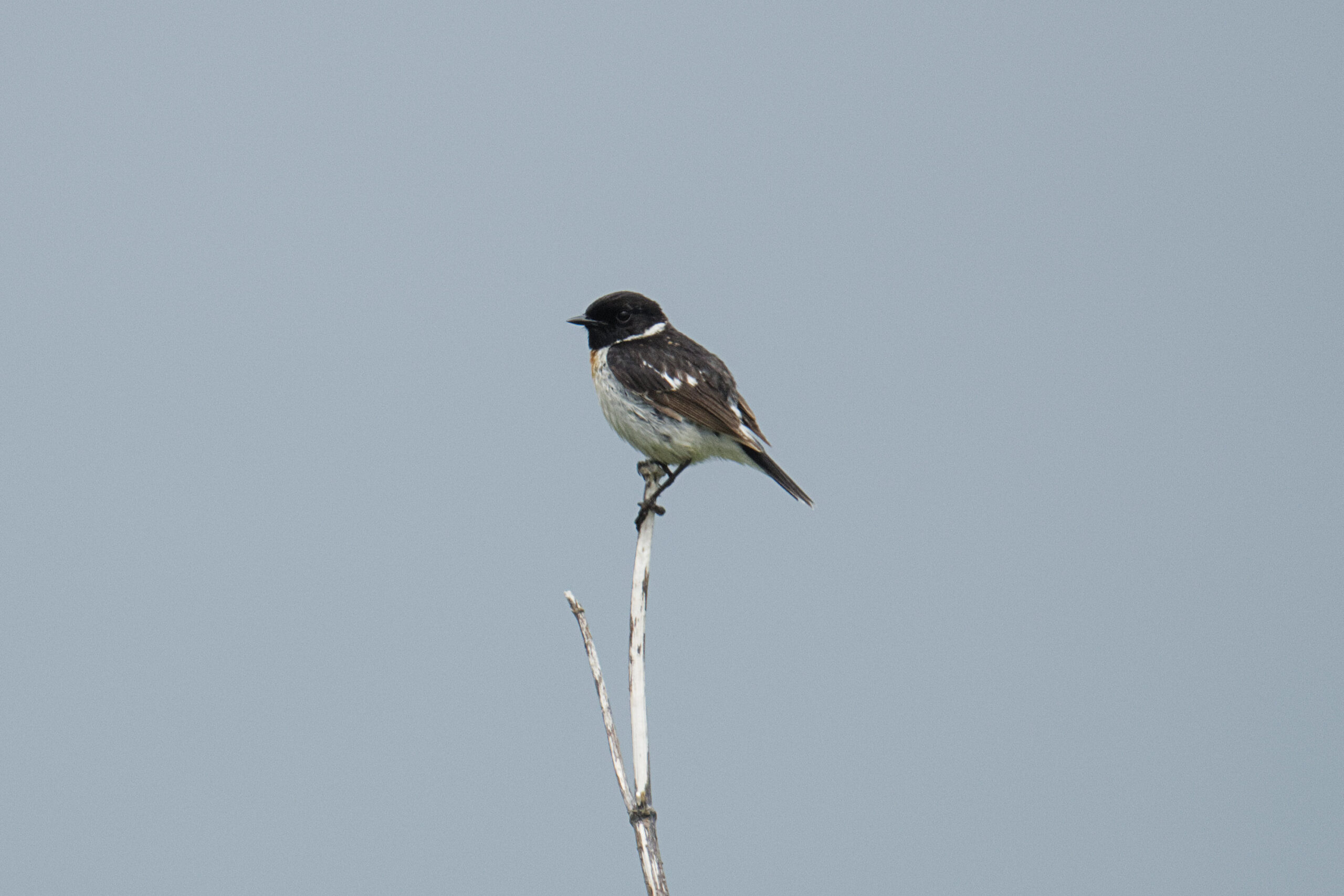 hokkaido_cape-kiritappu_04