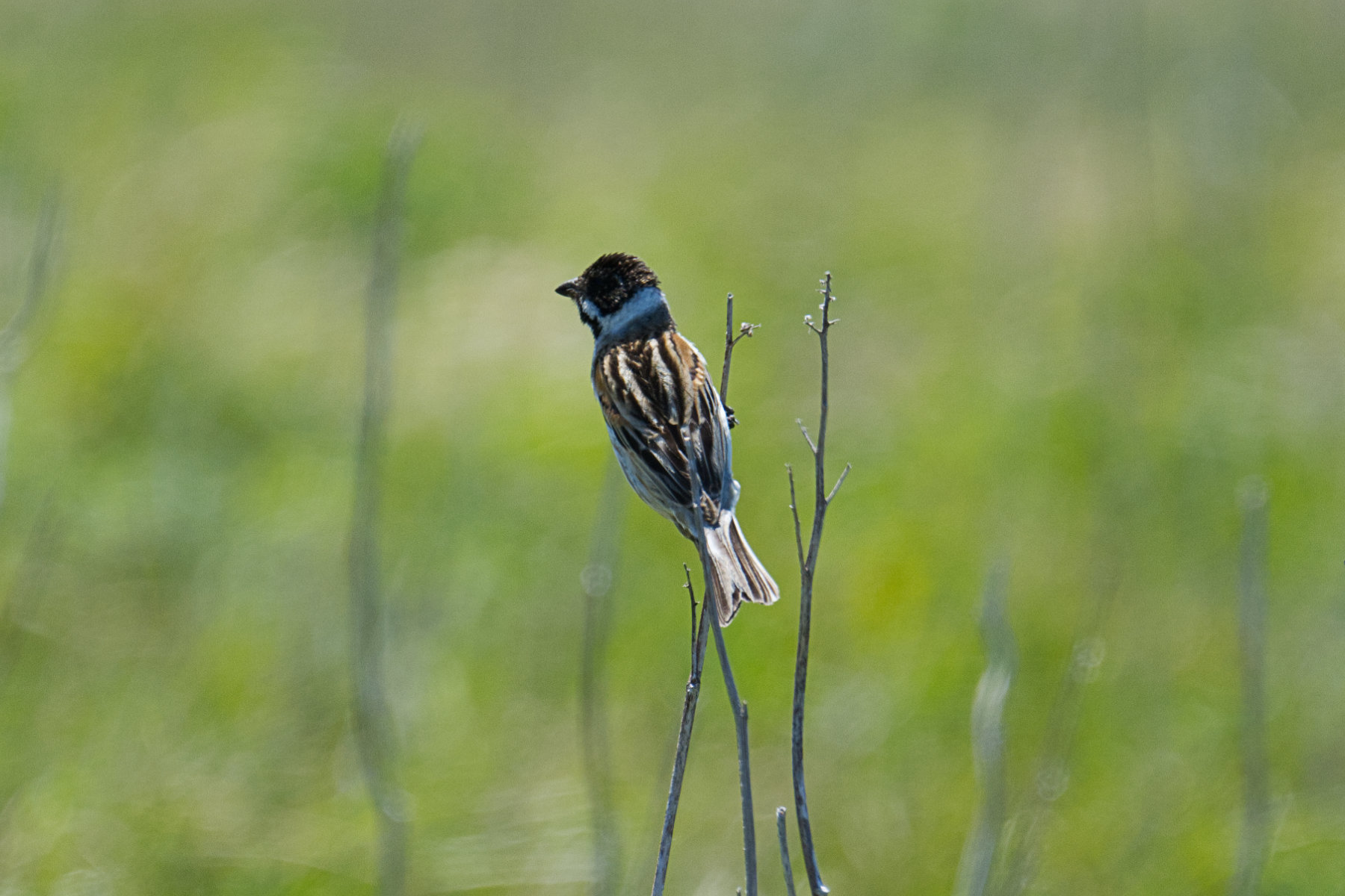 hokkaido_cape-kiritappu_16