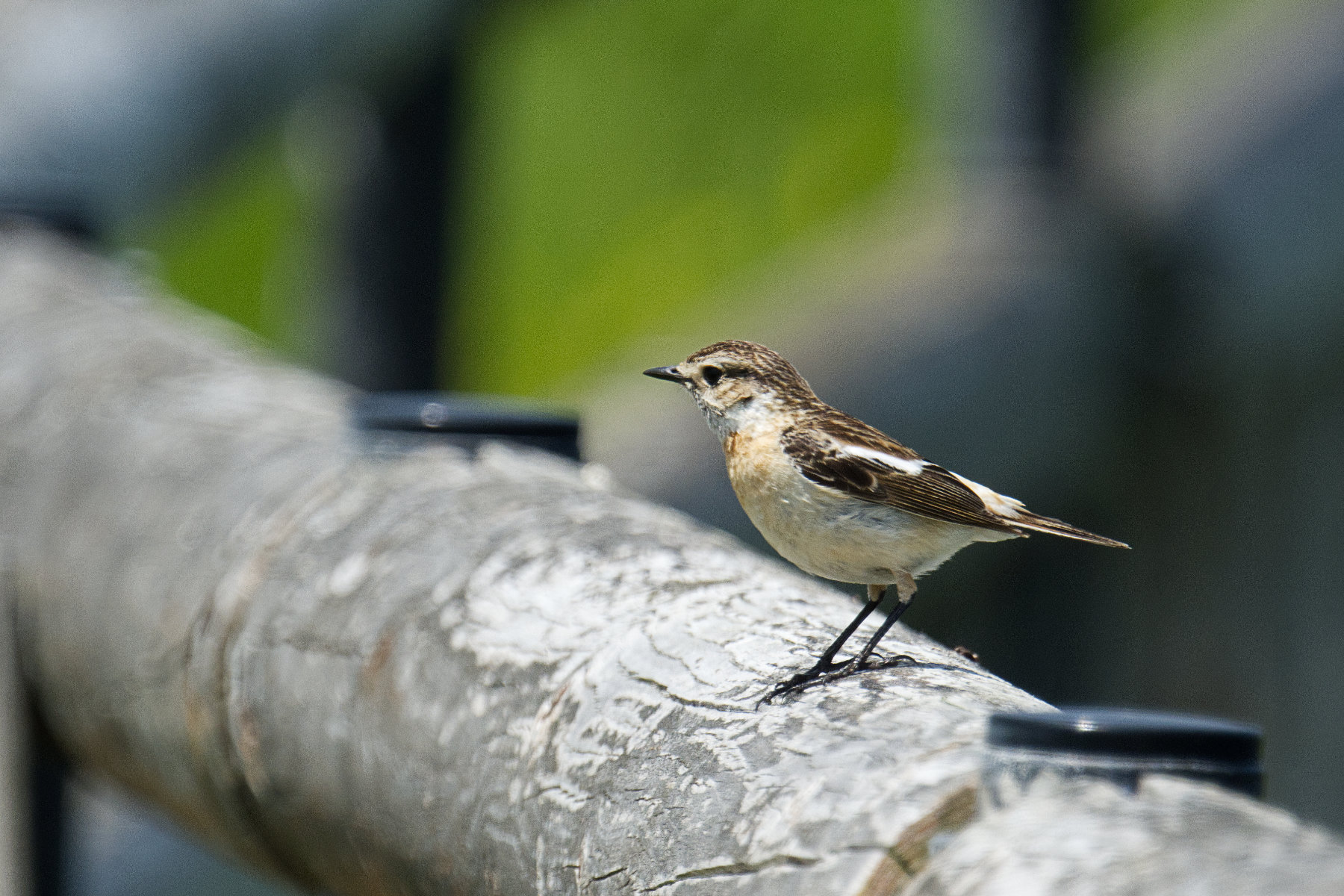 hokkaido_cape-kiritappu_17