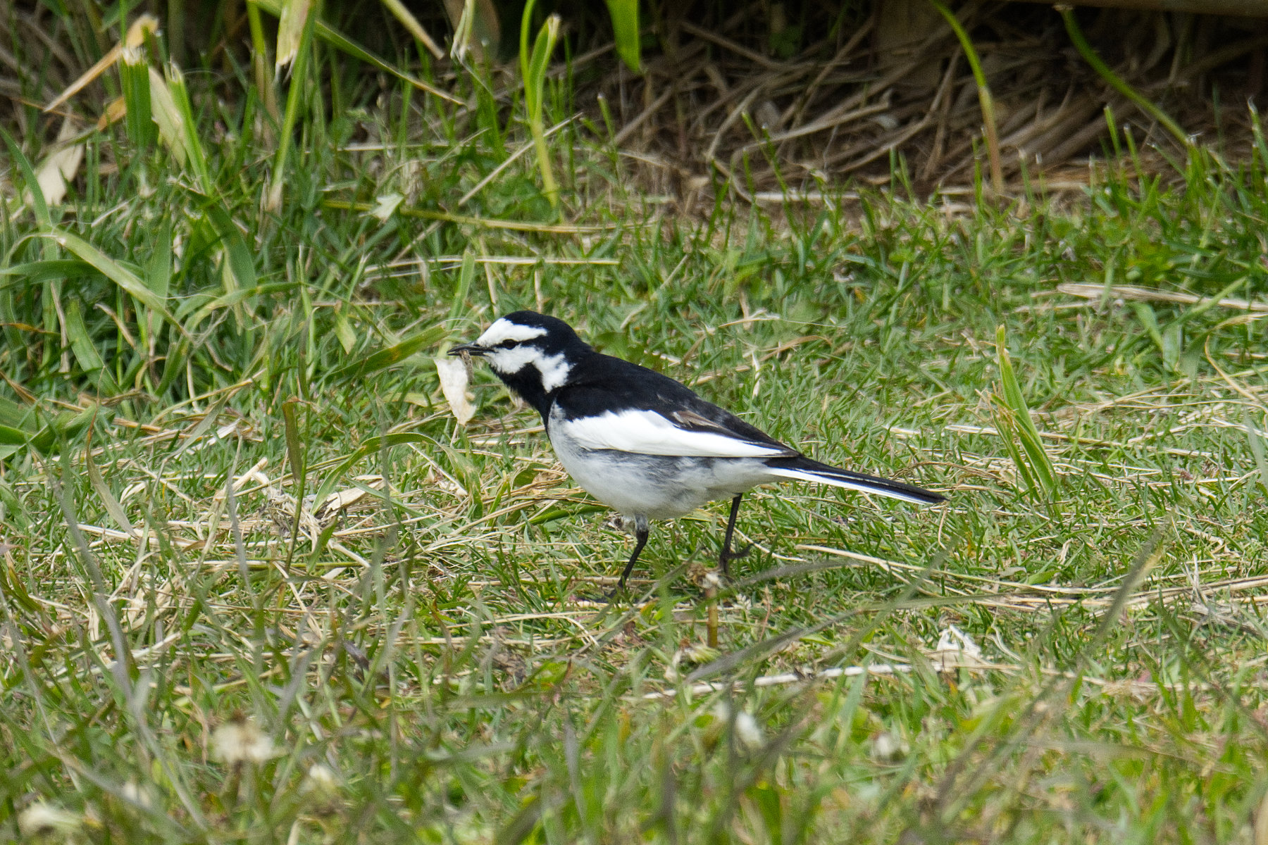 hokkaido_tierwelt_02