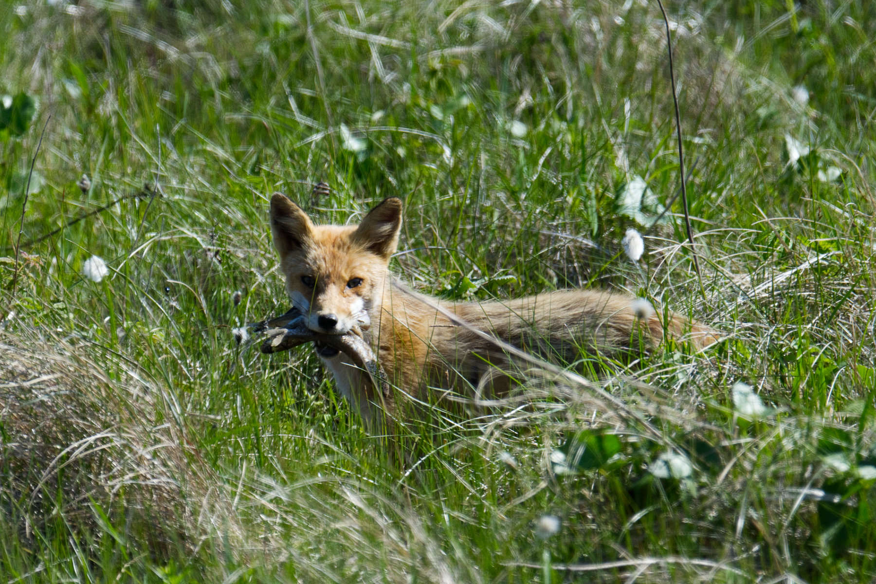 hokkaido_tierwelt_03