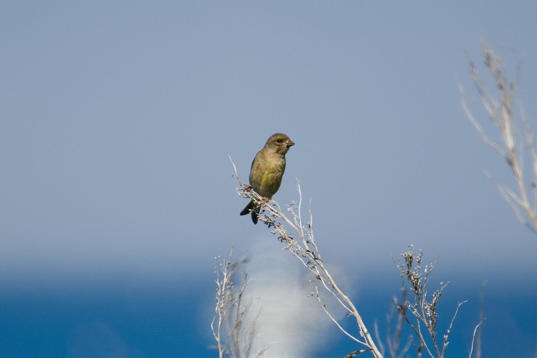 hokkaido_tierwelt_04