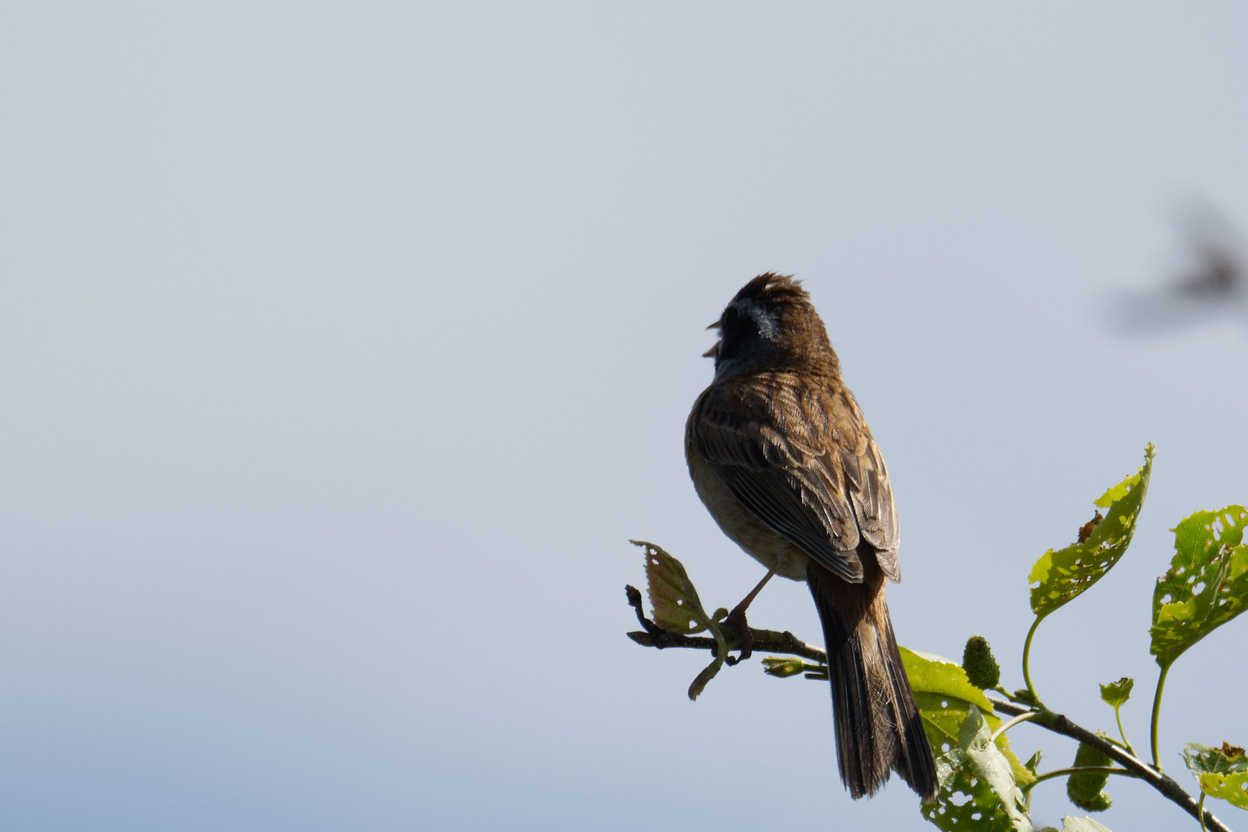 hokkaido_tierwelt_06