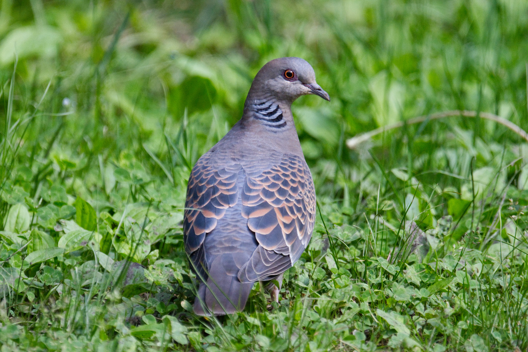 hokkaido_tierwelt_07