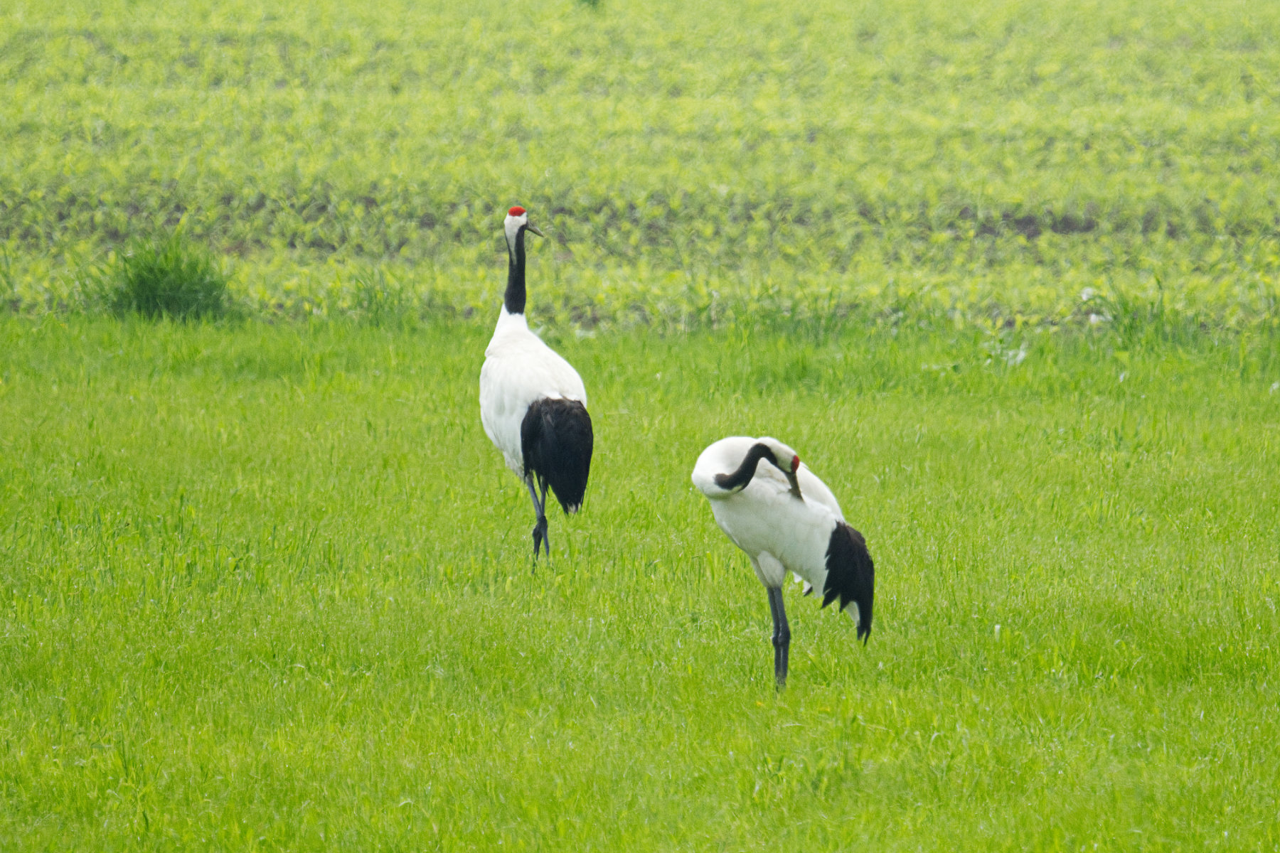 hokkaido_tierwelt_08